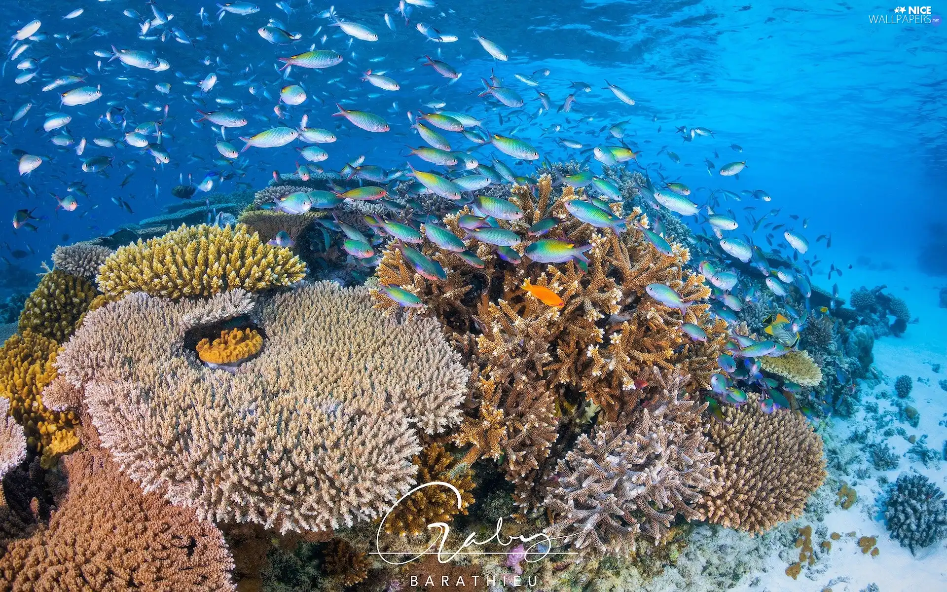 Corals, cay, fish