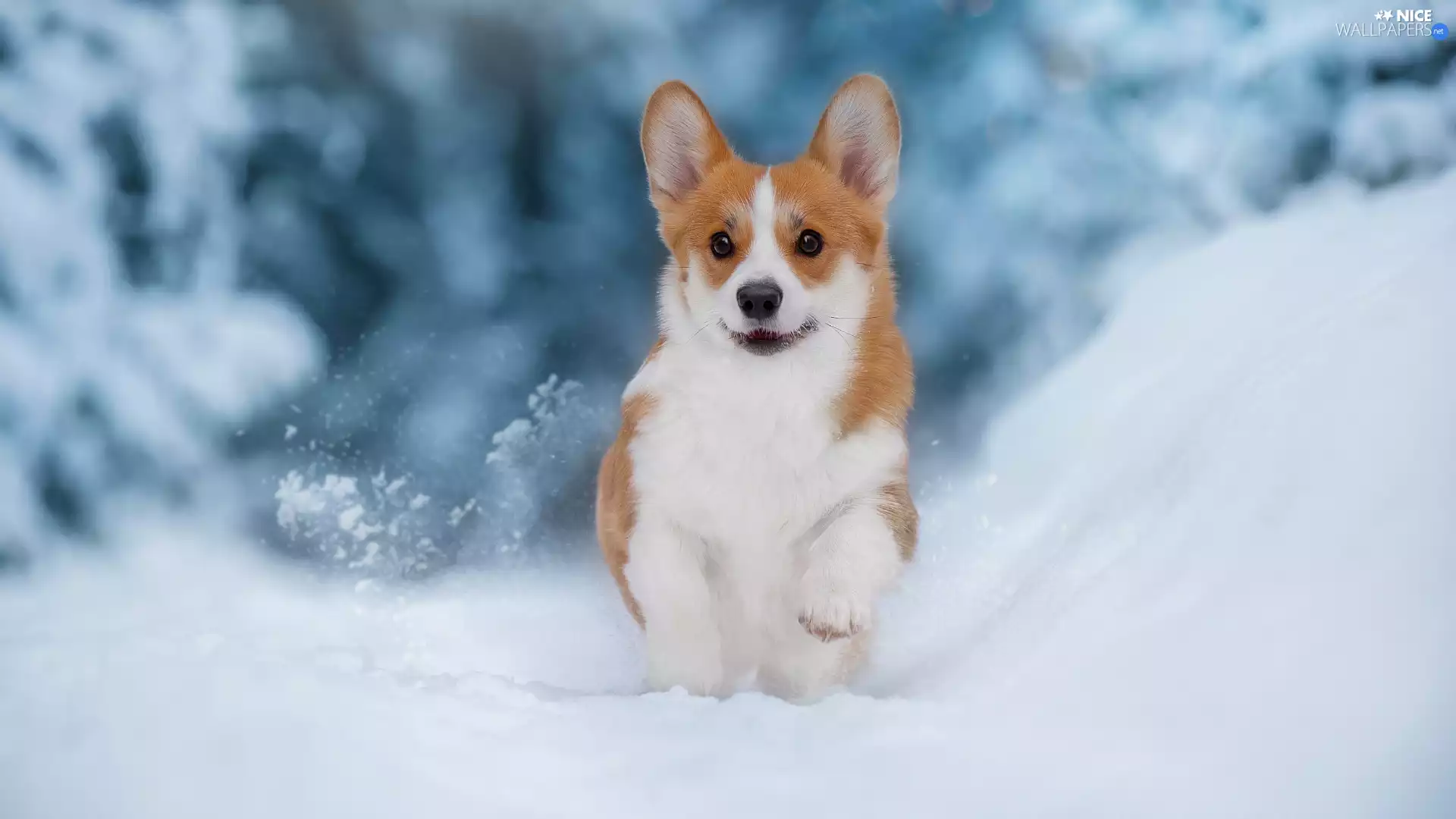 Welsh corgi pembroke, dog, snow