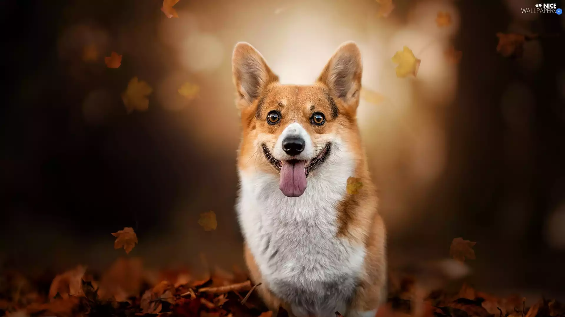 tongue, Leaf, Welsh corgi pembroke, muzzle, dog
