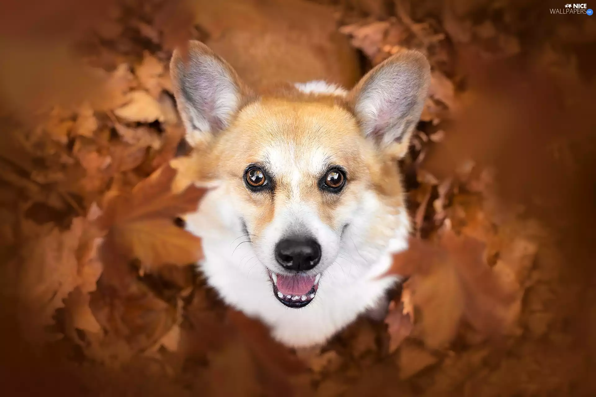 ears, mouth, Welsh corgi pembroke, Leaf, dog