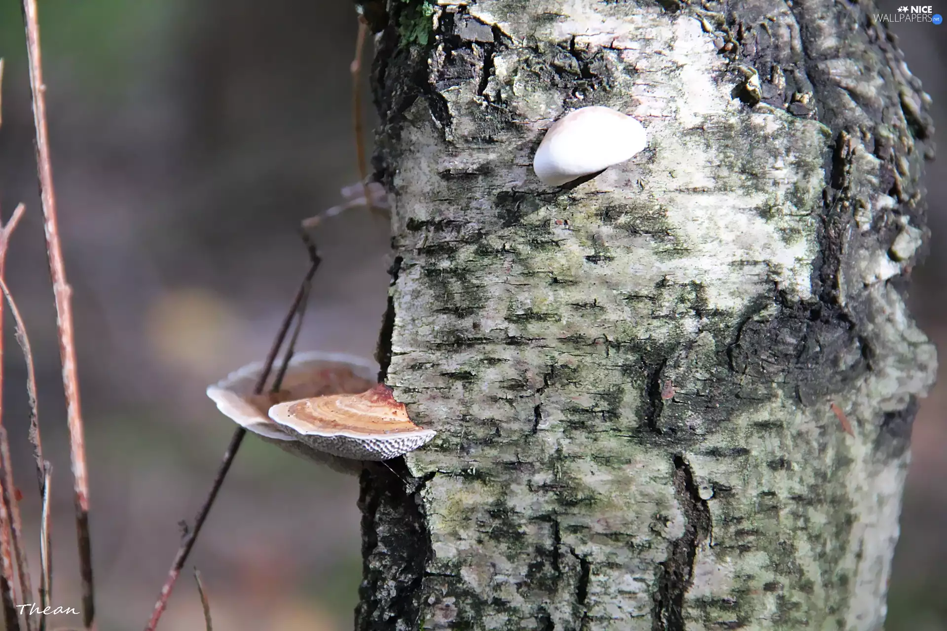 trunk, cork, Hubs, birch-tree
