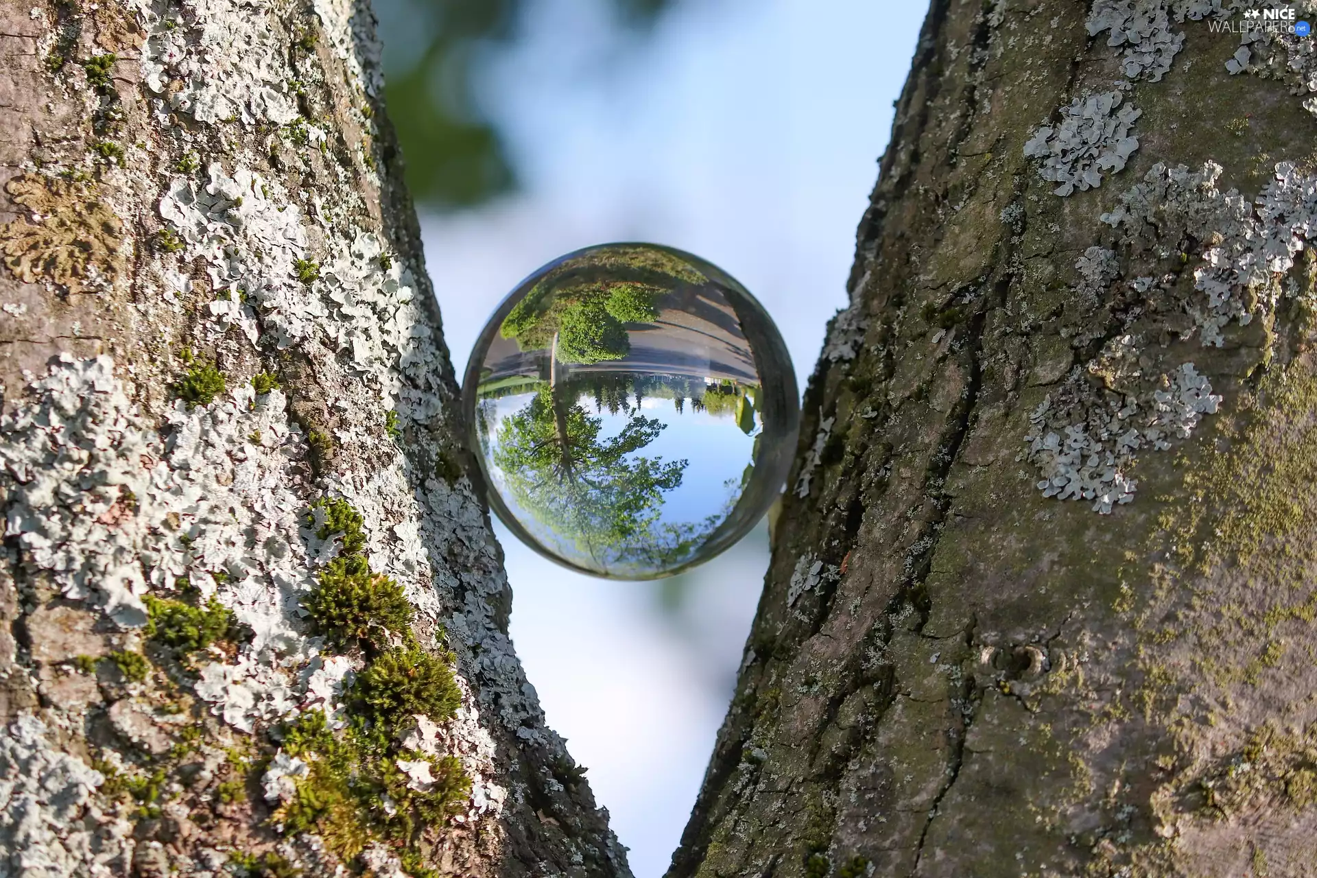 trees, Glass, Orb, cork