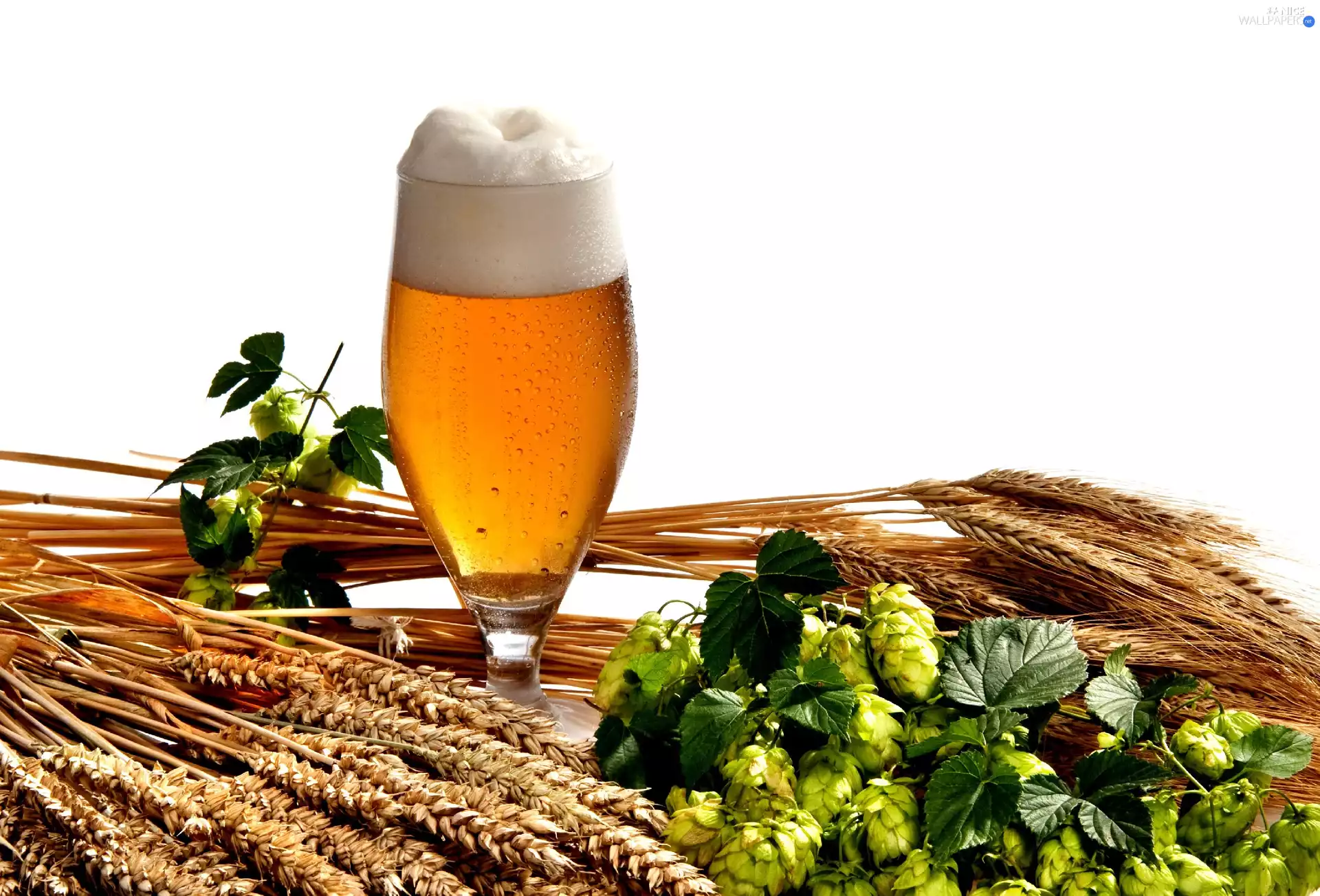 Beer, hop, composition, corn