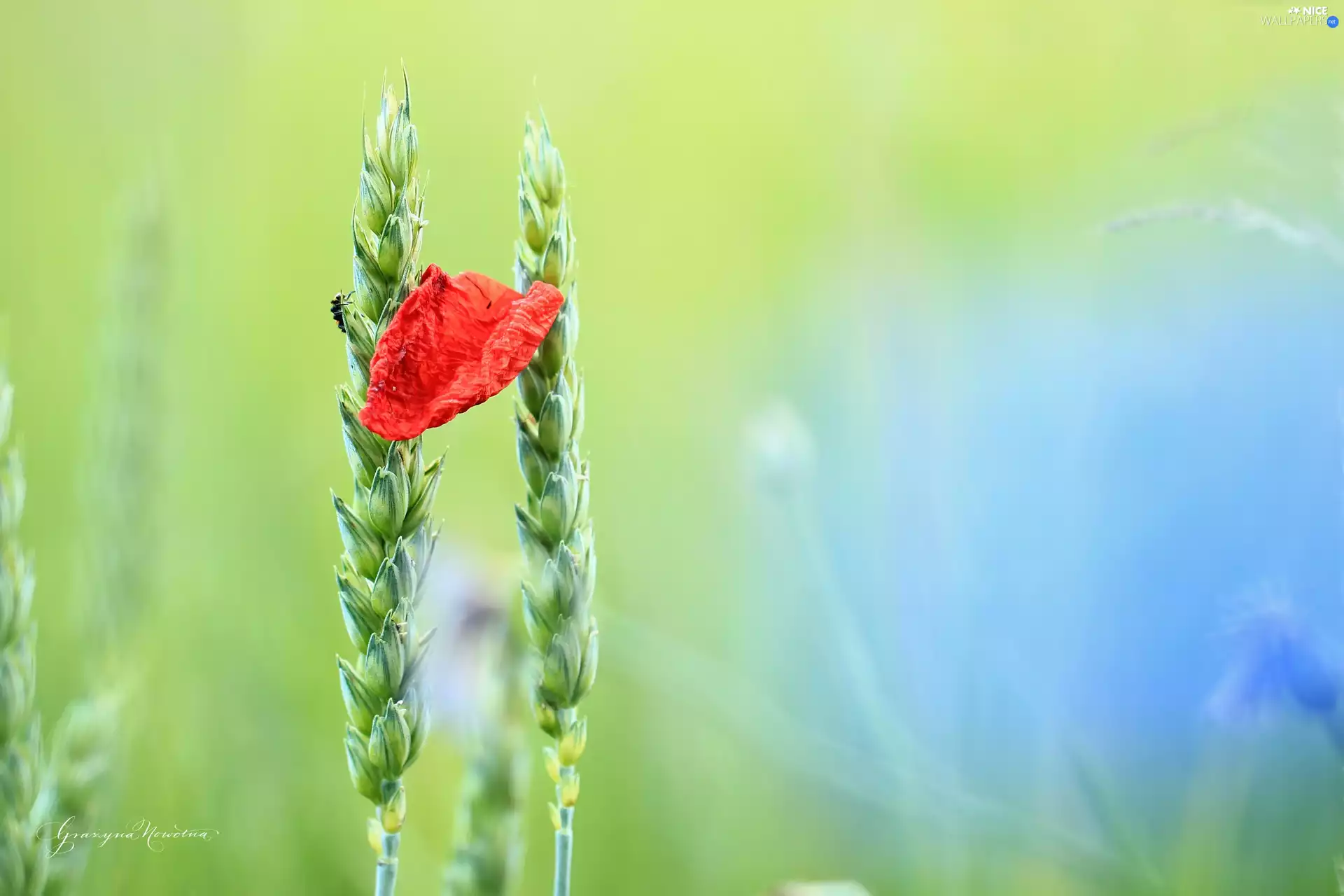 Insect, petal, Ears, corn, Two cars