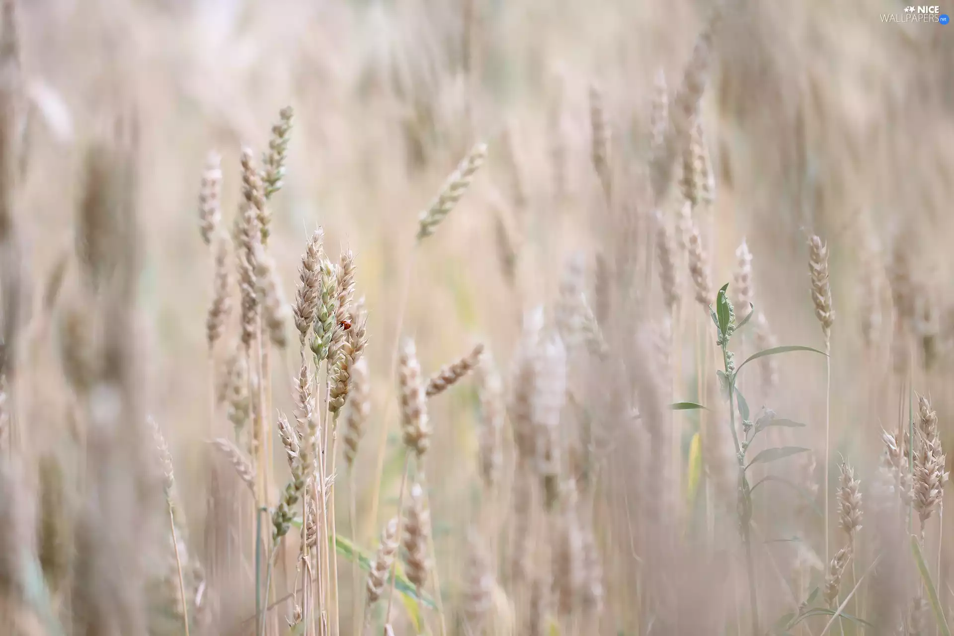 Ears, Common wheat, corn