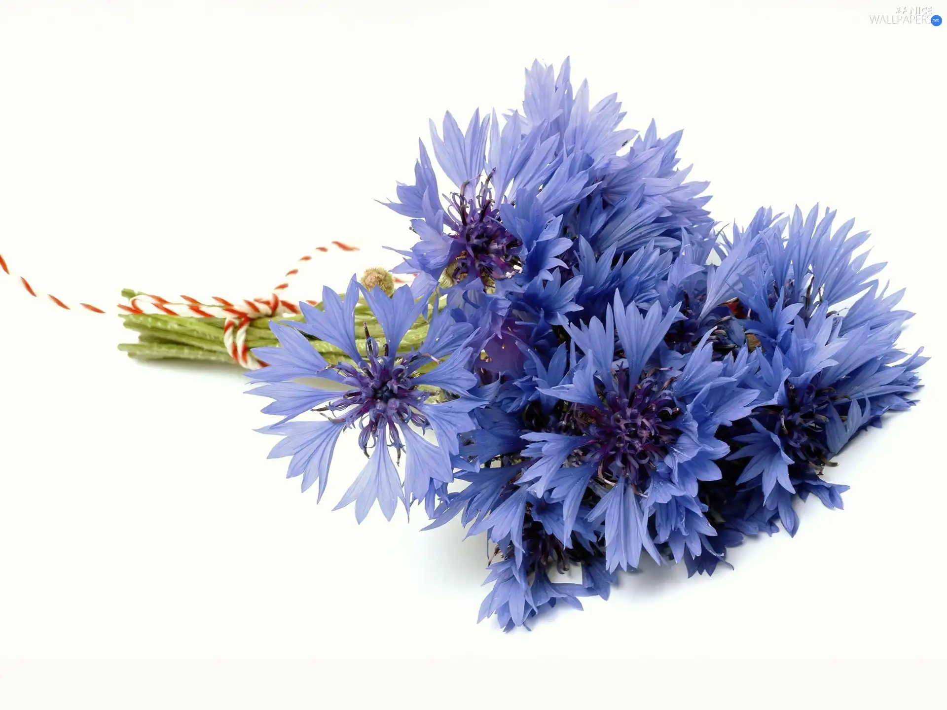 cornflowers, bunch, Blue