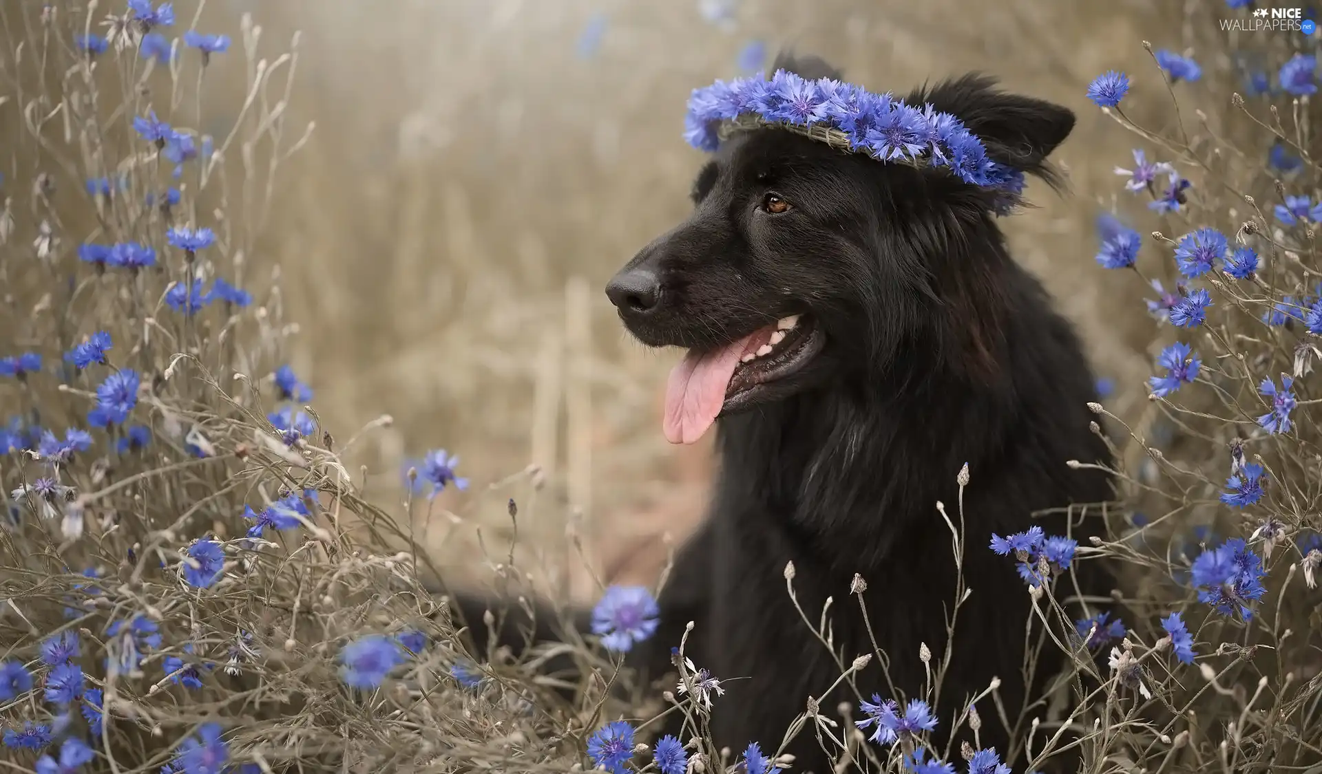 Flowers, Black German Shepherd Dog, dog, cornflowers