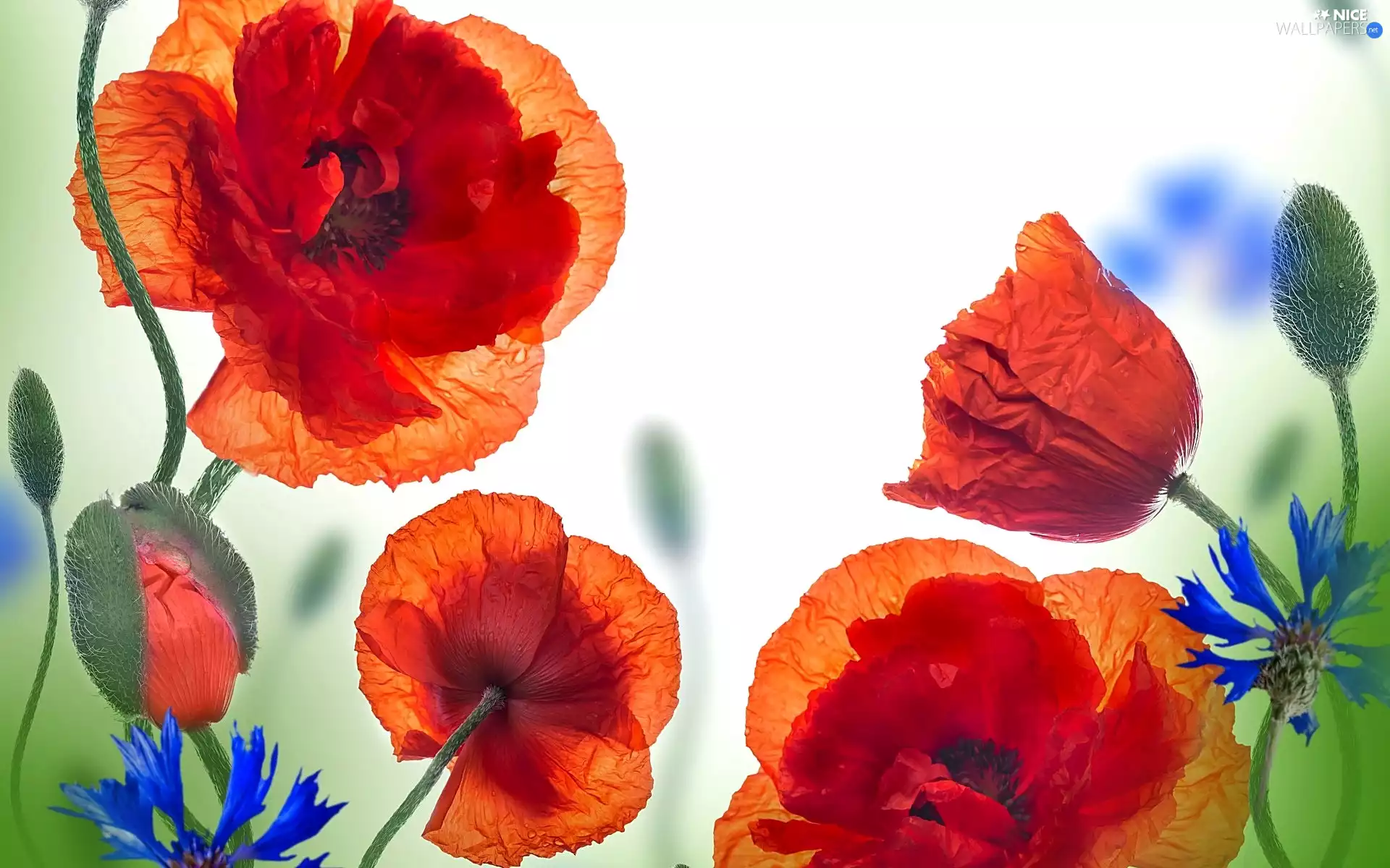 papavers, Flowers, Art, cornflowers