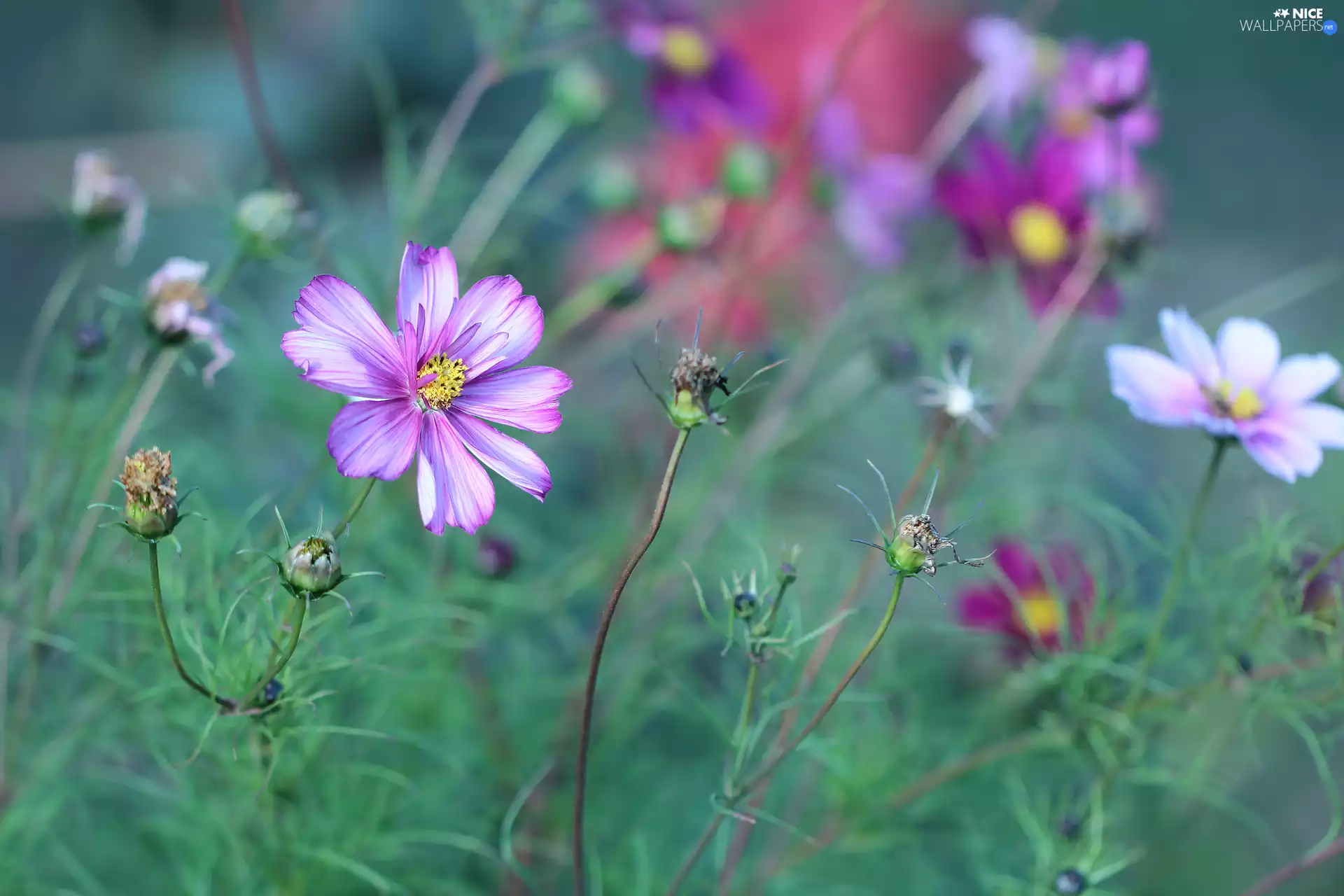 Colourfull Flowers, Pink, Cosmos