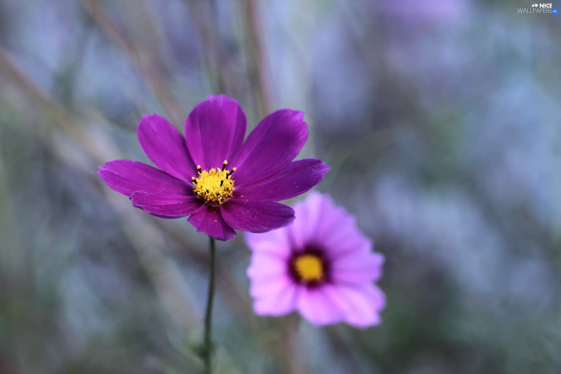Colourfull Flowers, Violet, Cosmos