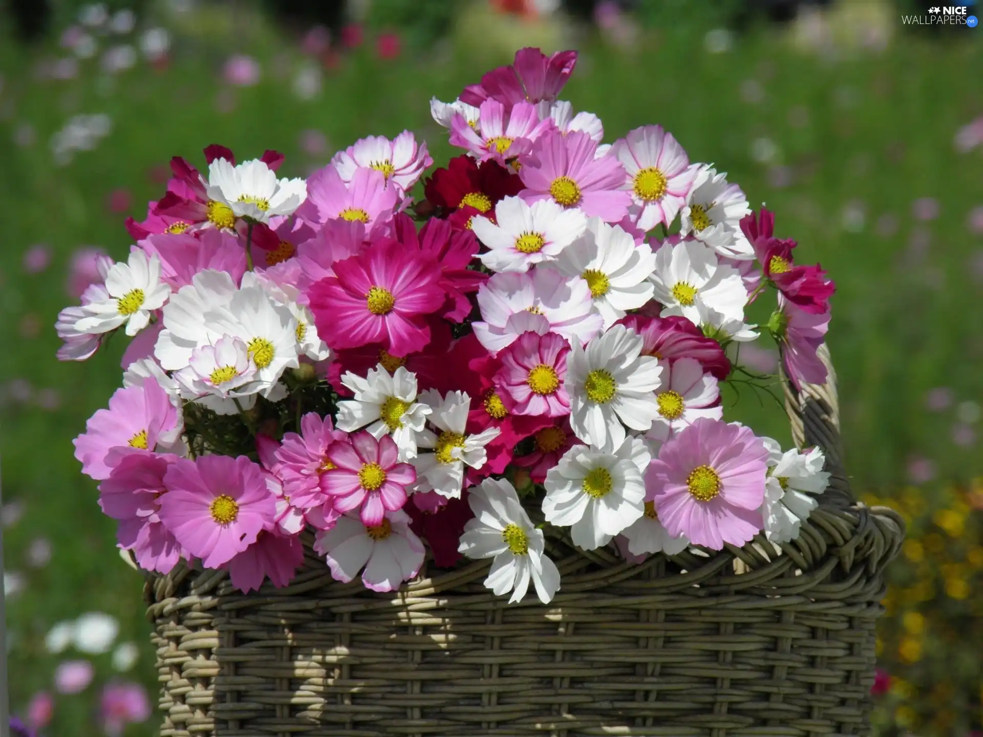 Cosmos, color, Flowers