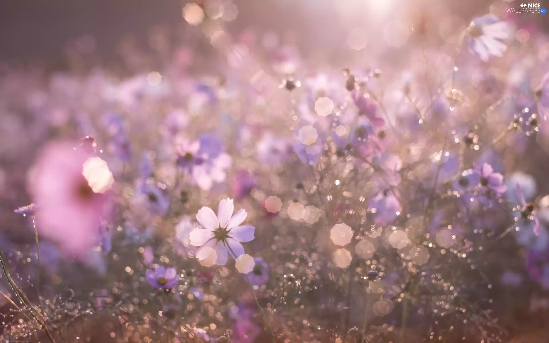 Meadow, Bokeh, blur, Cosmos