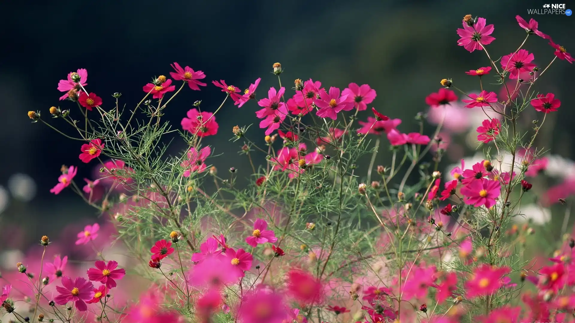 Pink, Cosmos