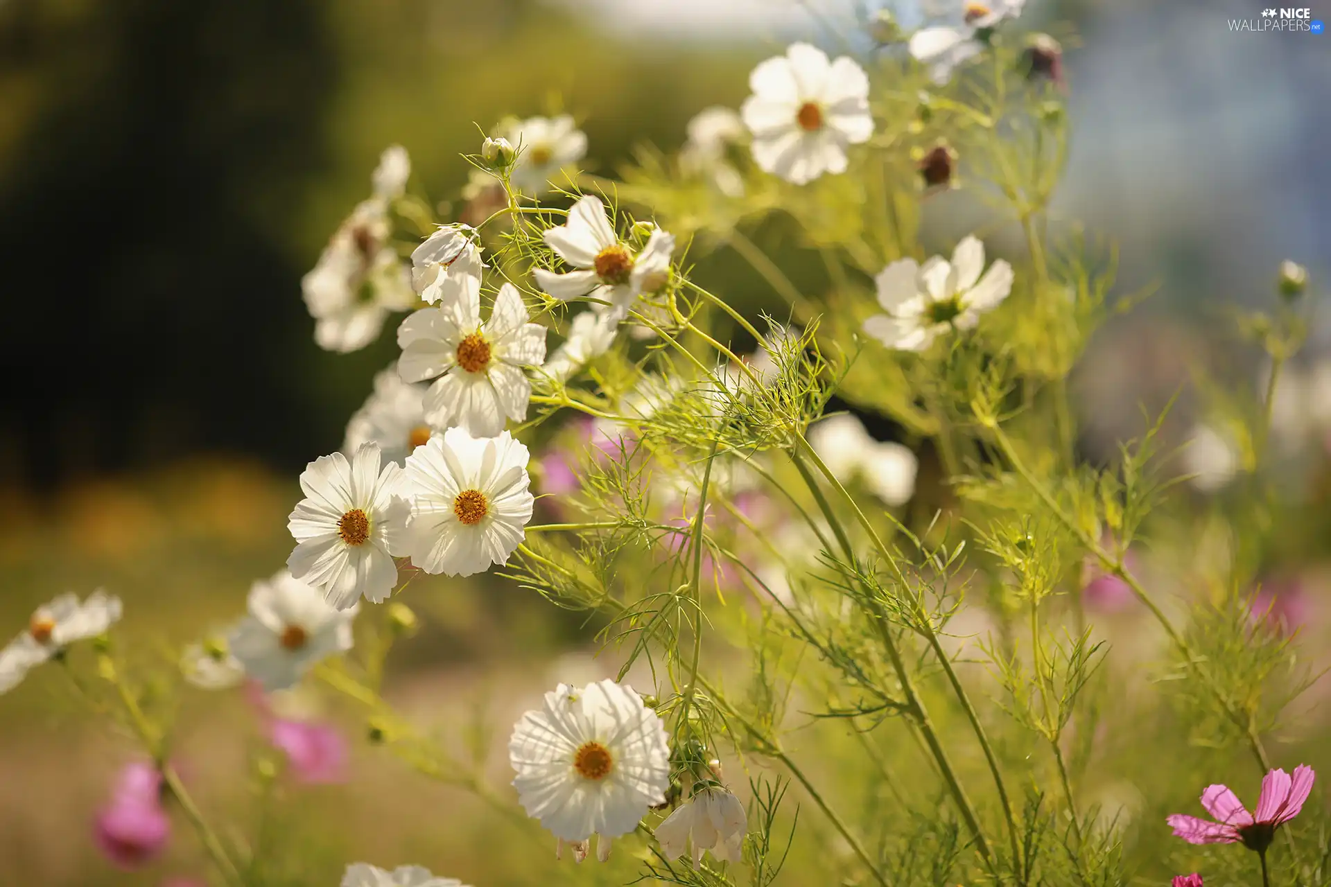 White, Flowers, garden, Cosmos