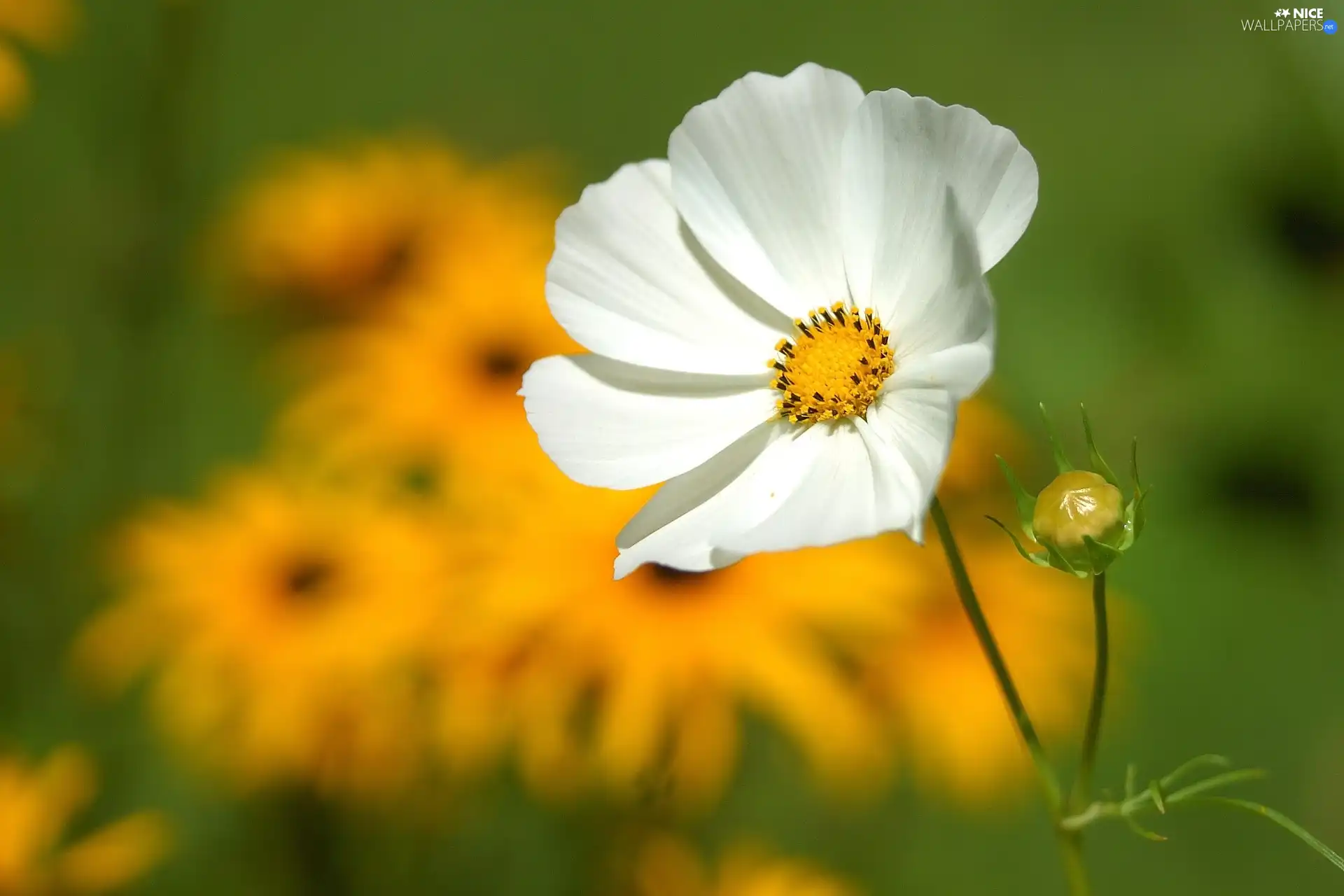 White, Cosmos