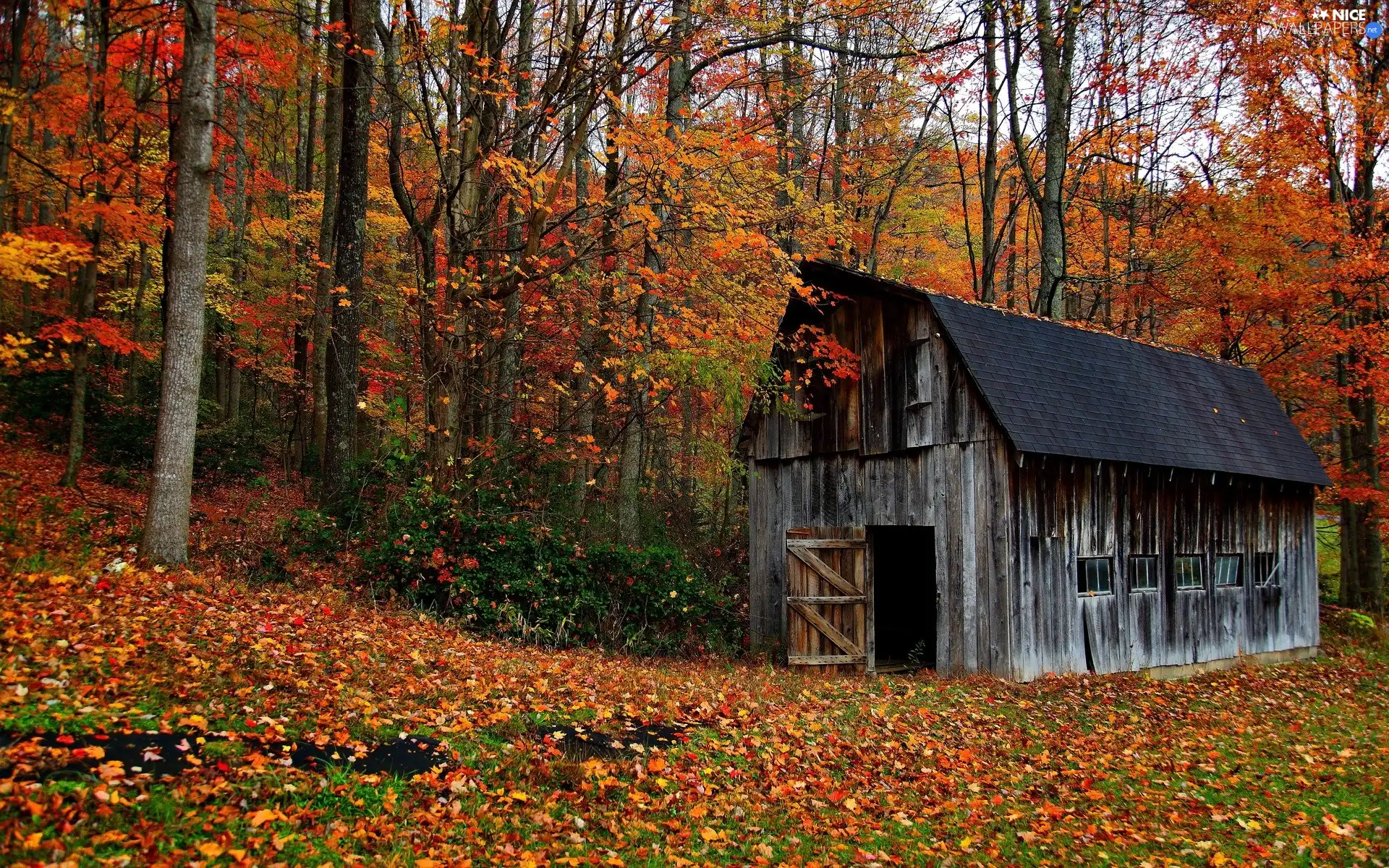 autumn, Leaf, cote, grove