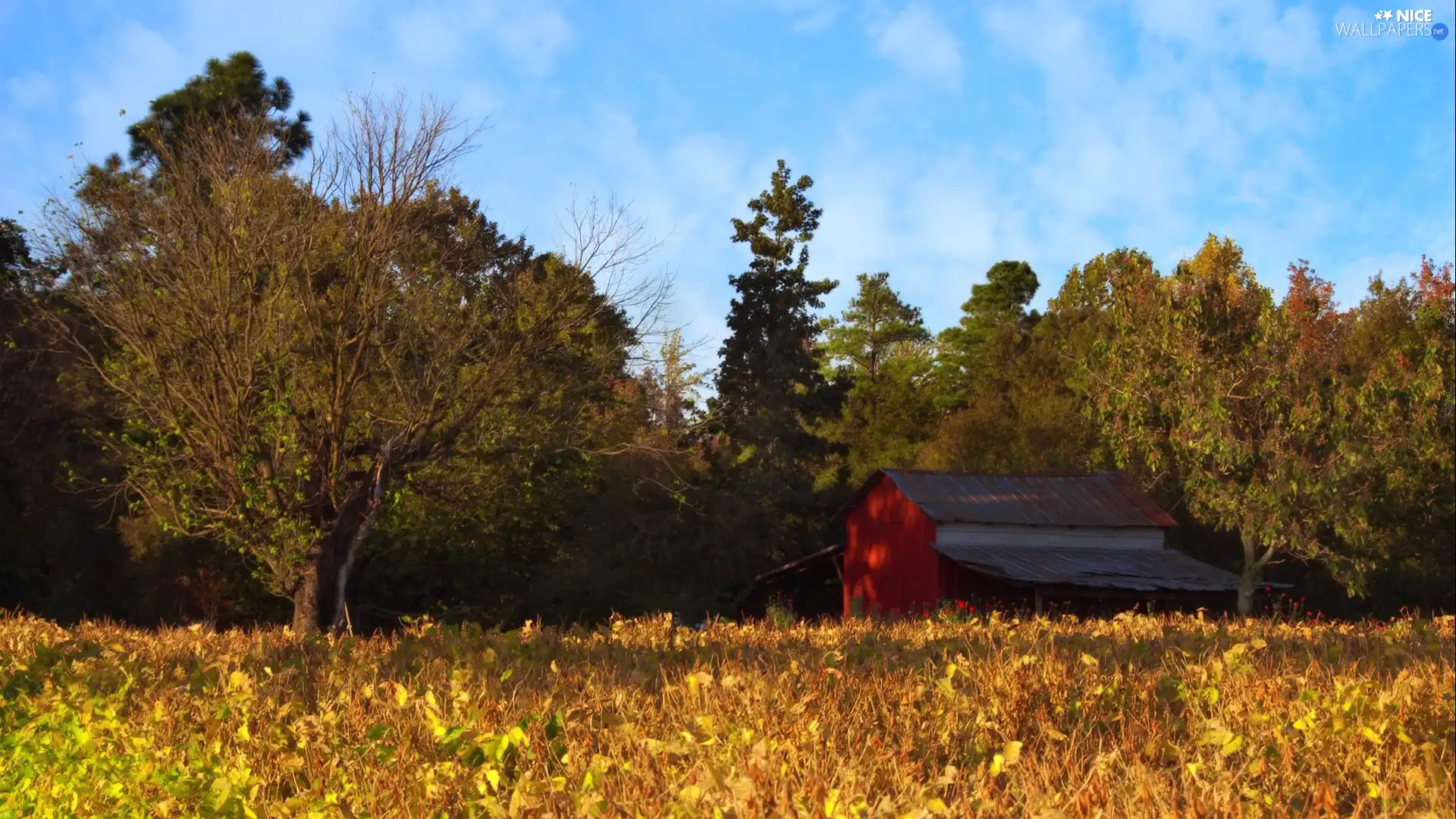 Cottage, autumn, trees, viewes, forest