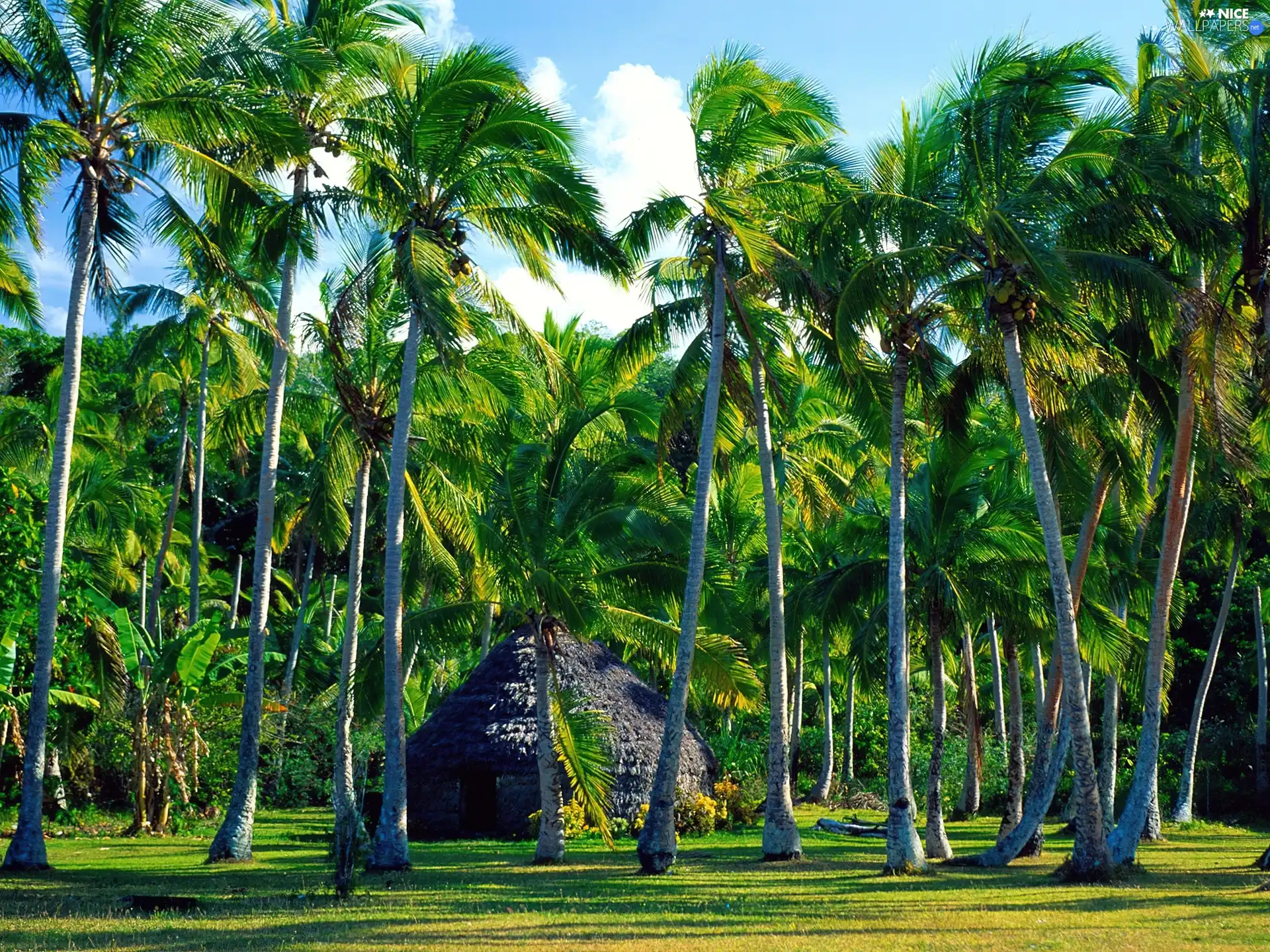 Cottage, Palms, forest