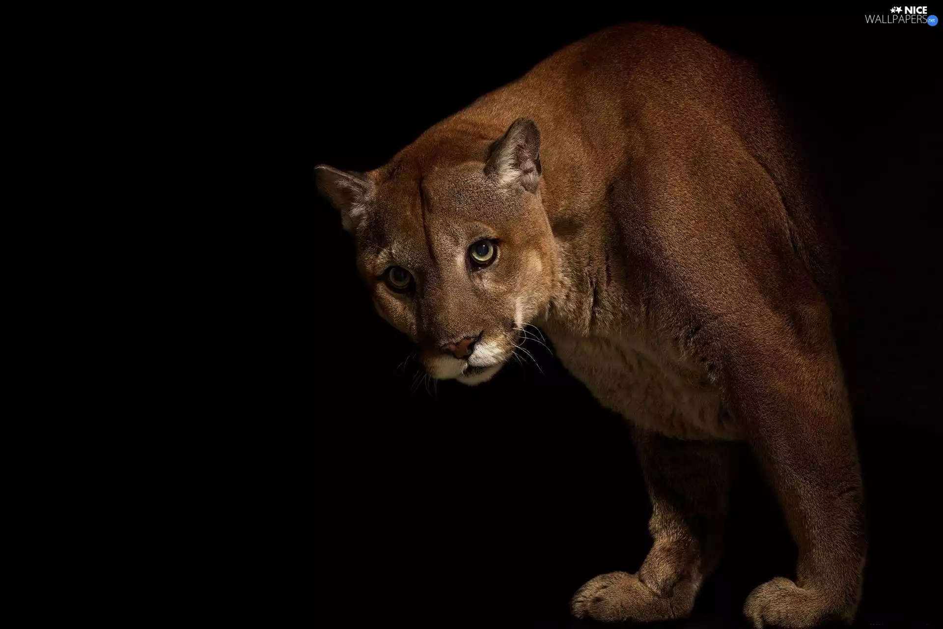 cougar, darkness