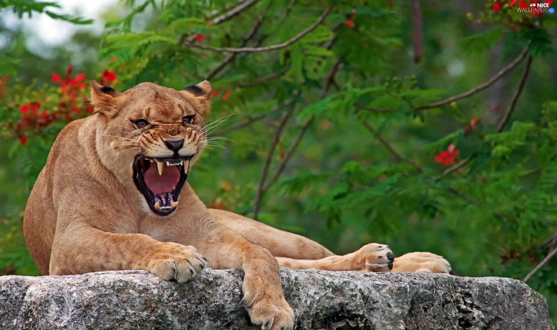 Lioness, Stone, Growling