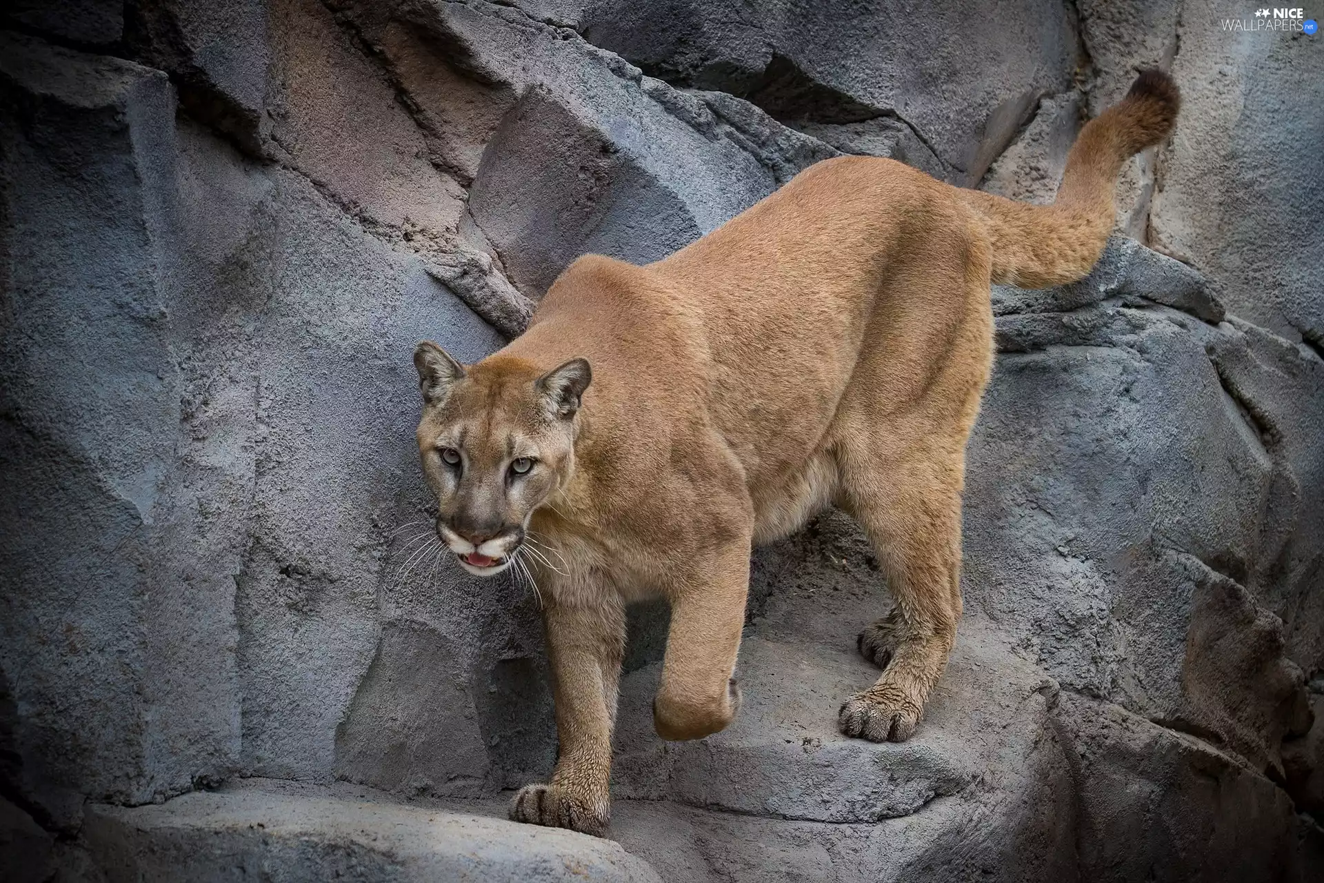 cougar, rocks