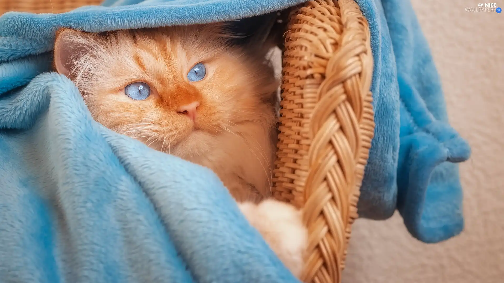 cat, ginger, Armchair, coverlet, wicker, Blue Eyed