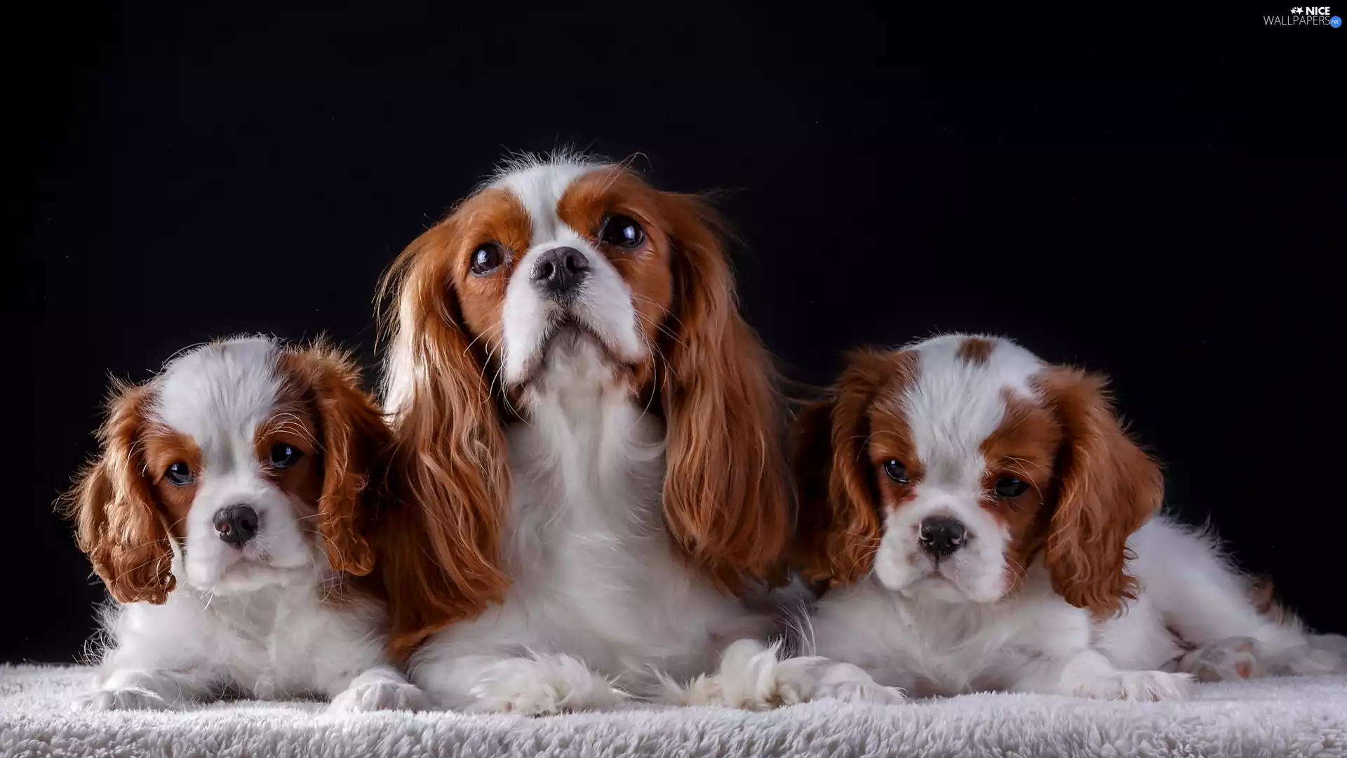 coverlet, Dark Background, puppies, bitch, Cavalier King Charles spaniel