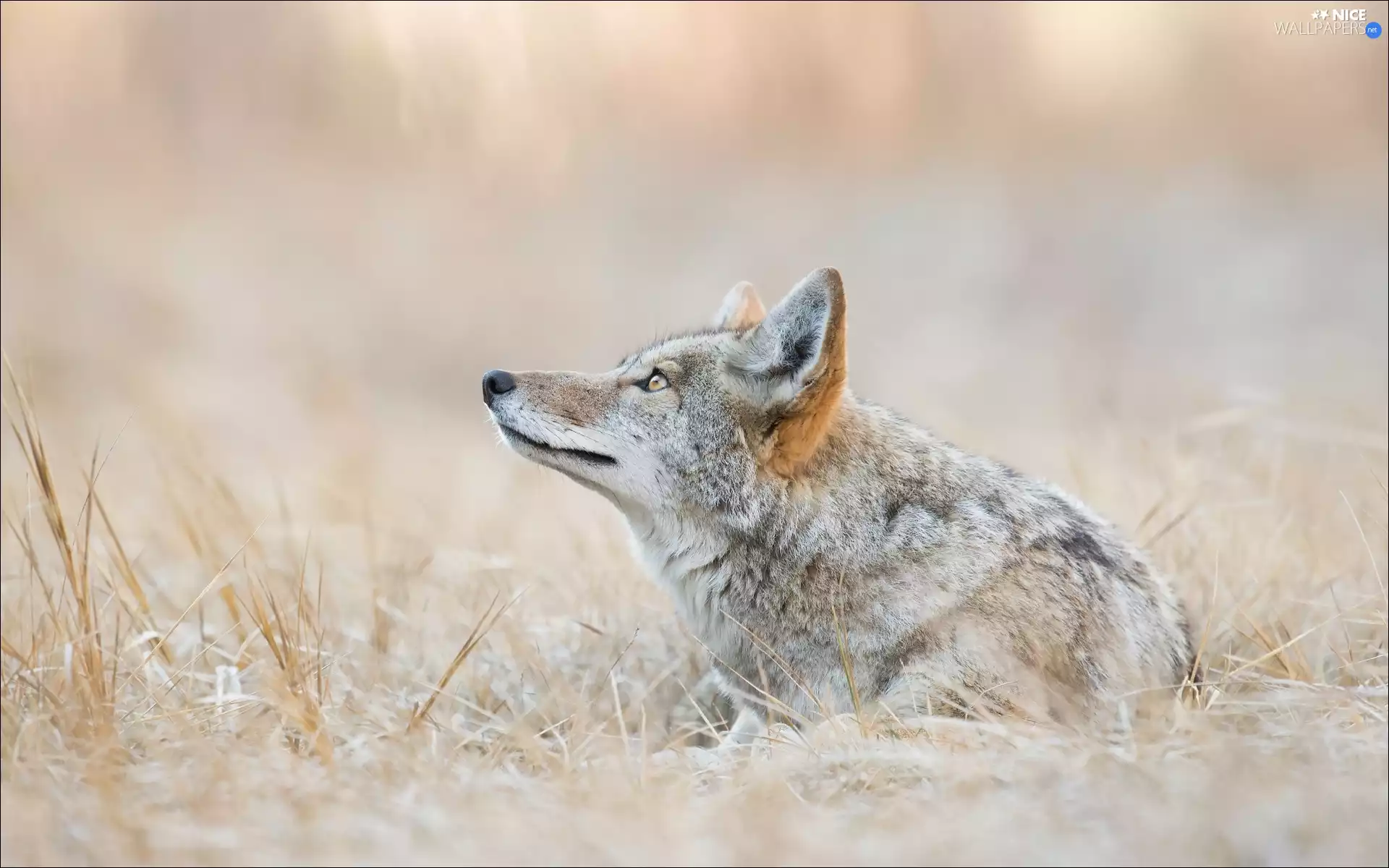 coyote, grass