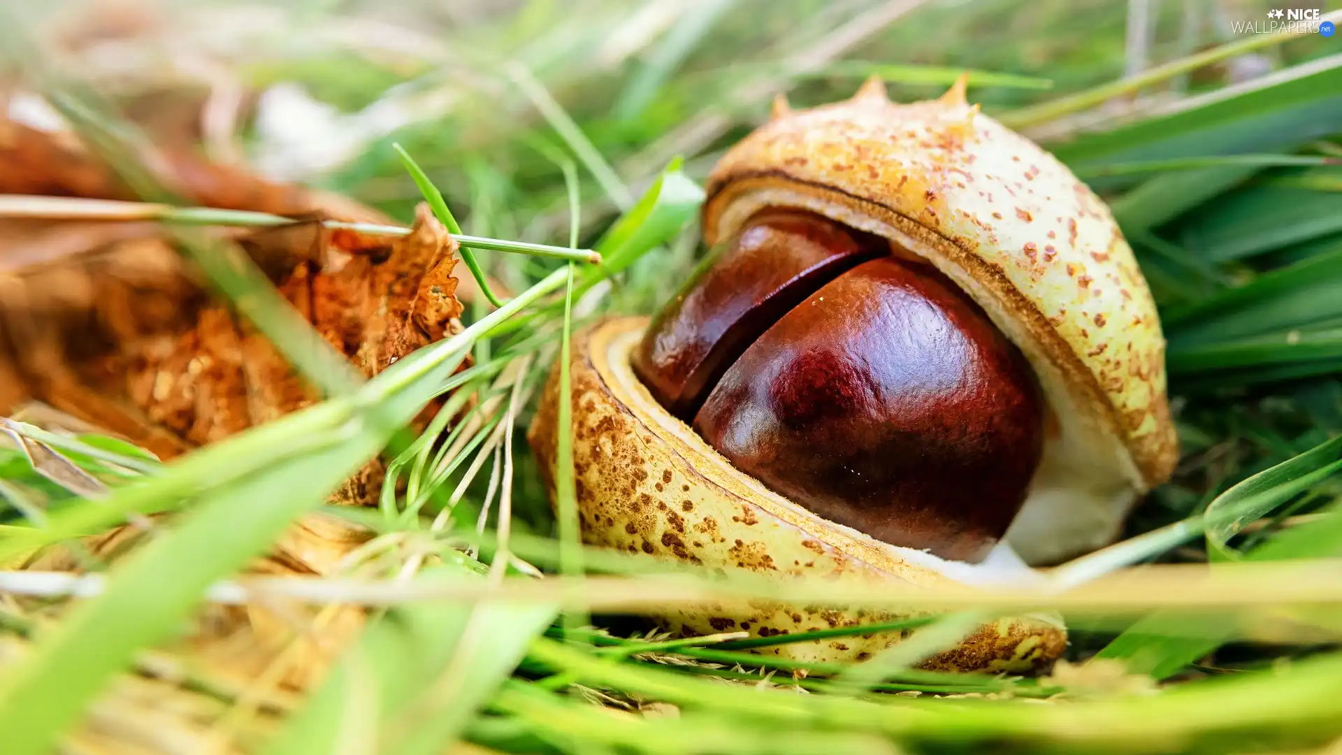 chestnut, skin, grass, cracked