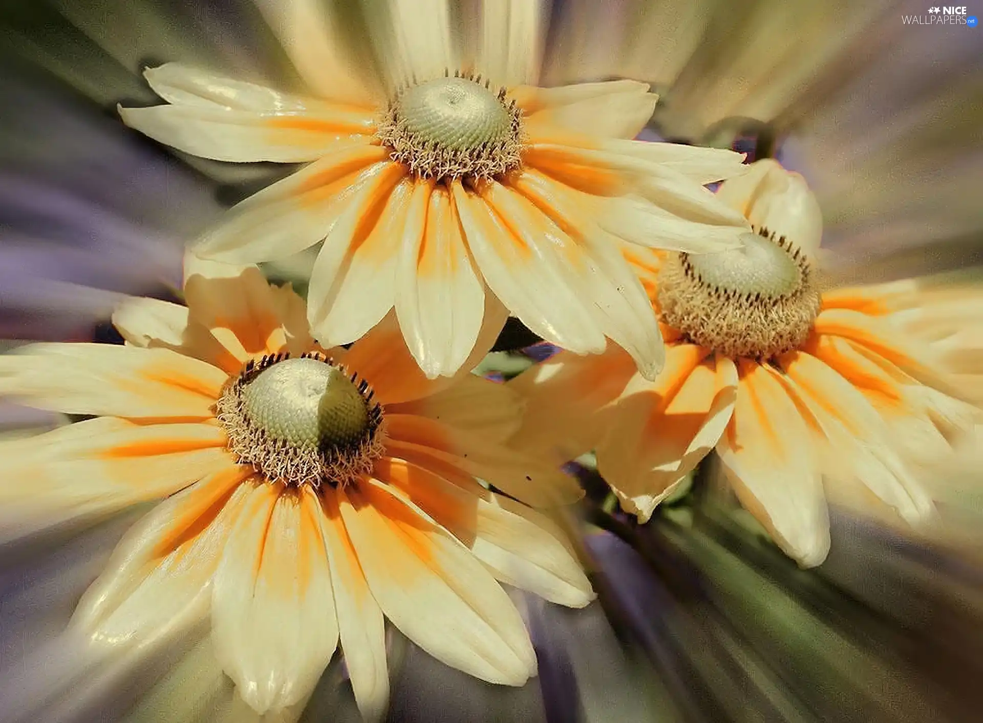 cream, gerberas, yellow