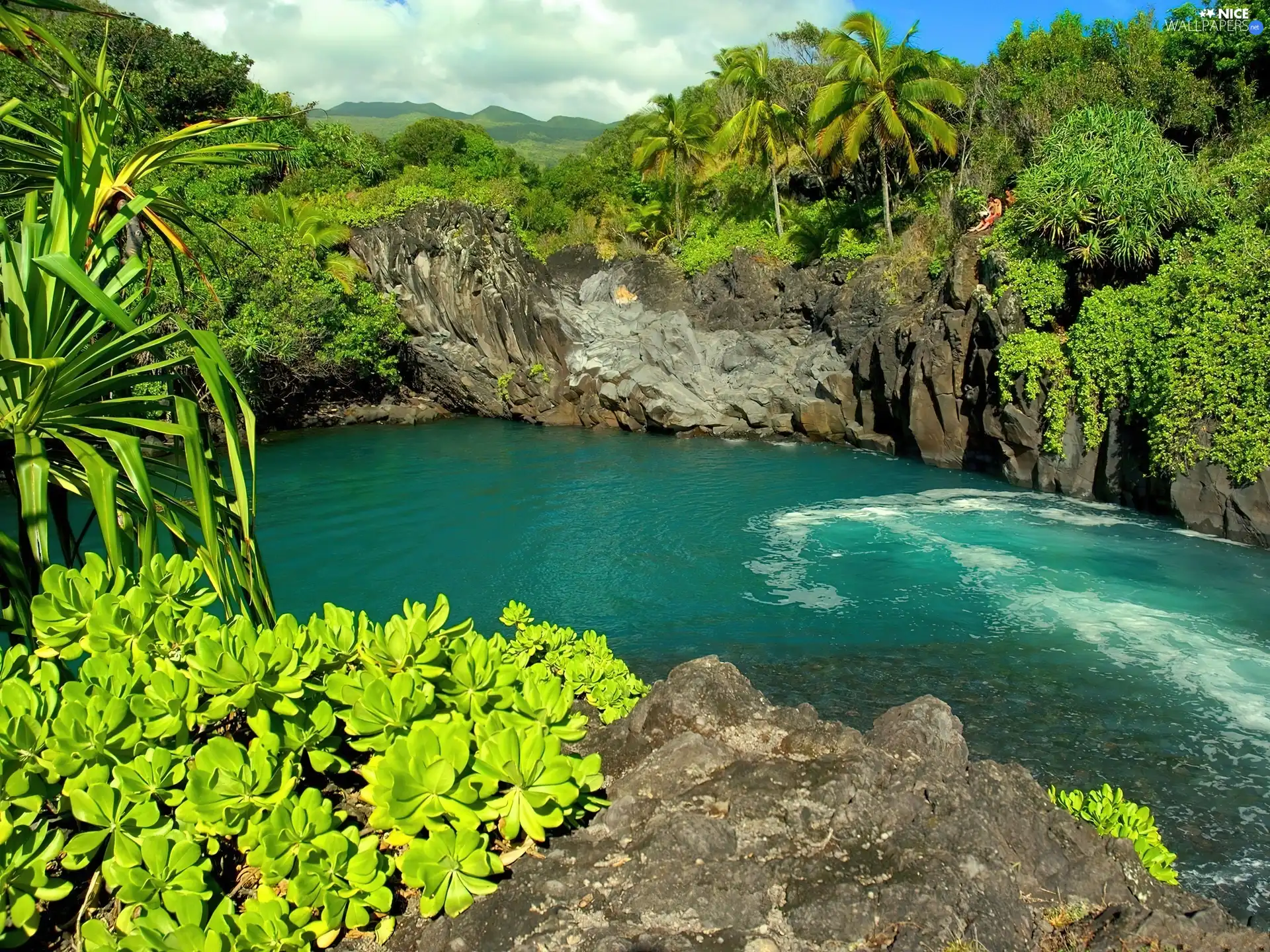 jungle, creek