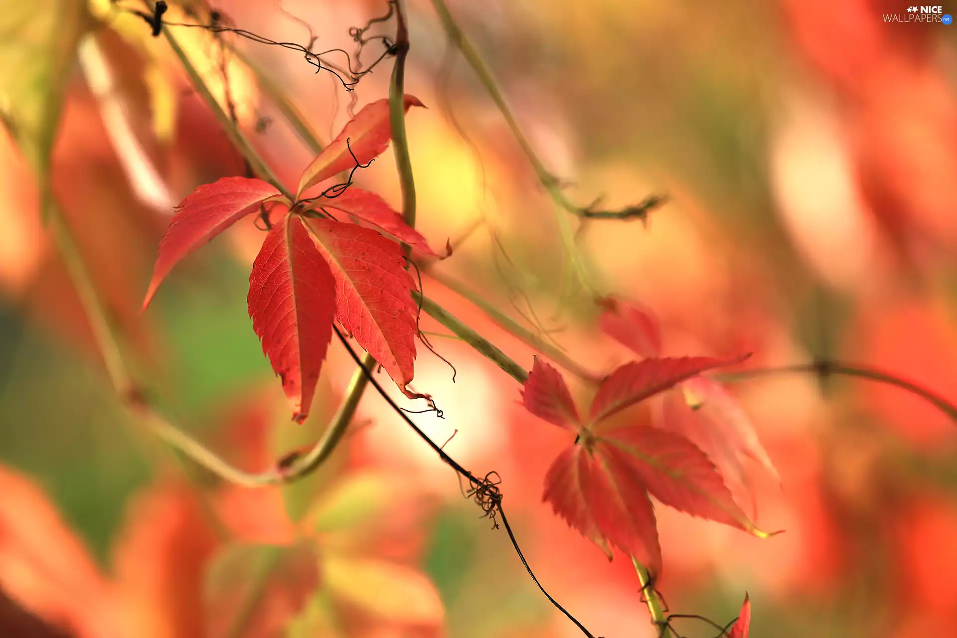 Virginia Creeper, Leaf, Woodbine, Red