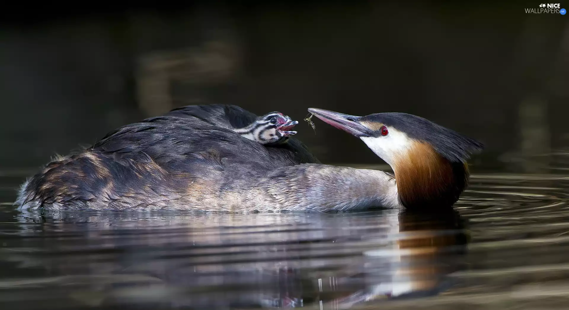 Insect, water, Great Crested Grebe, chick, birds