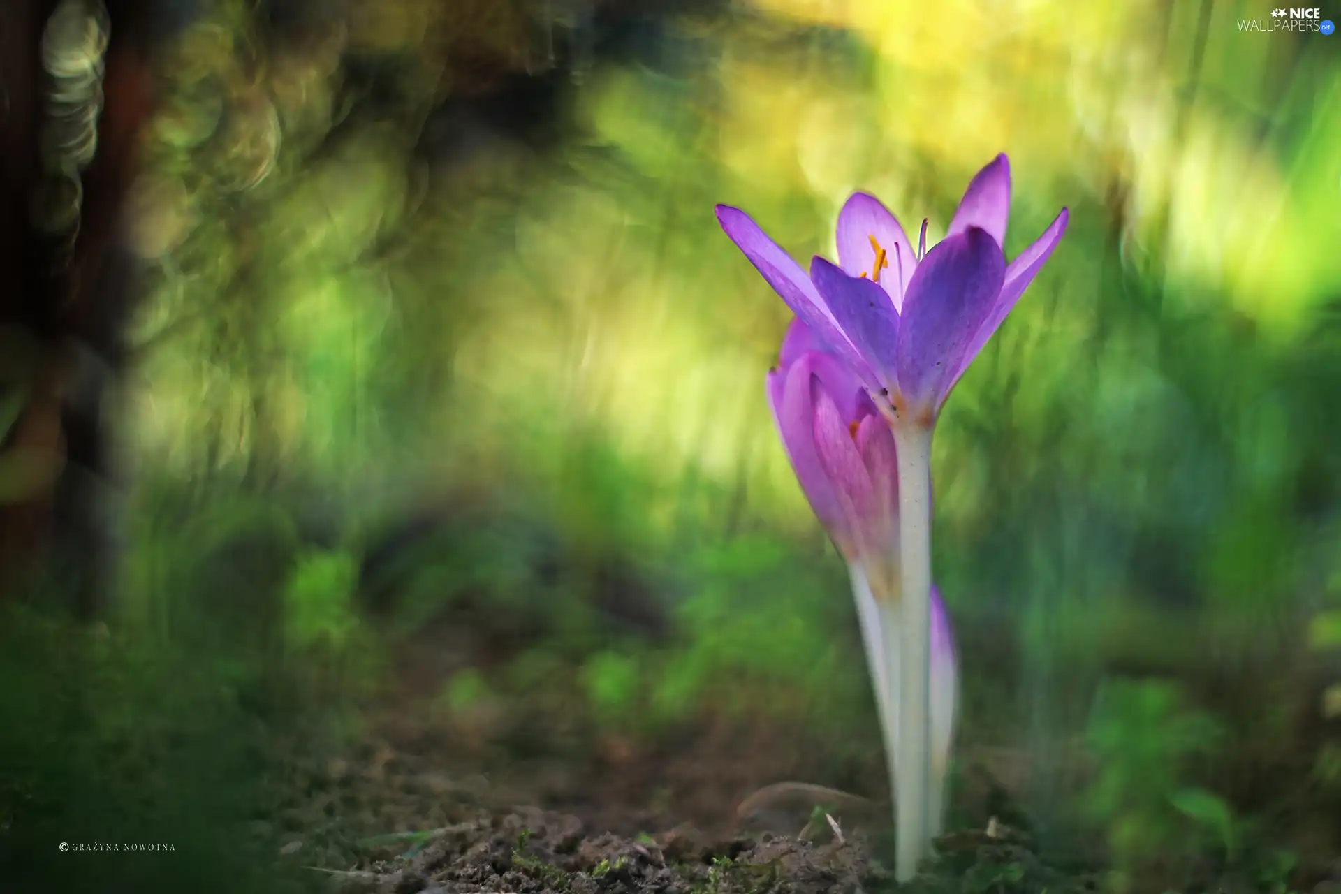 crocus, colchicum, Autumn