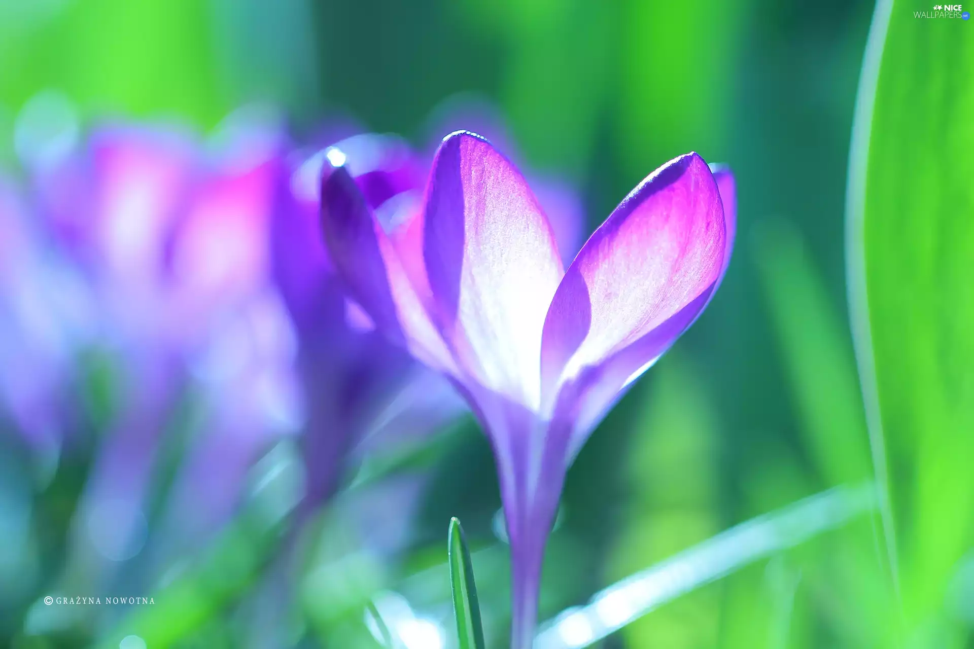Colourfull Flowers, Violet, crocus