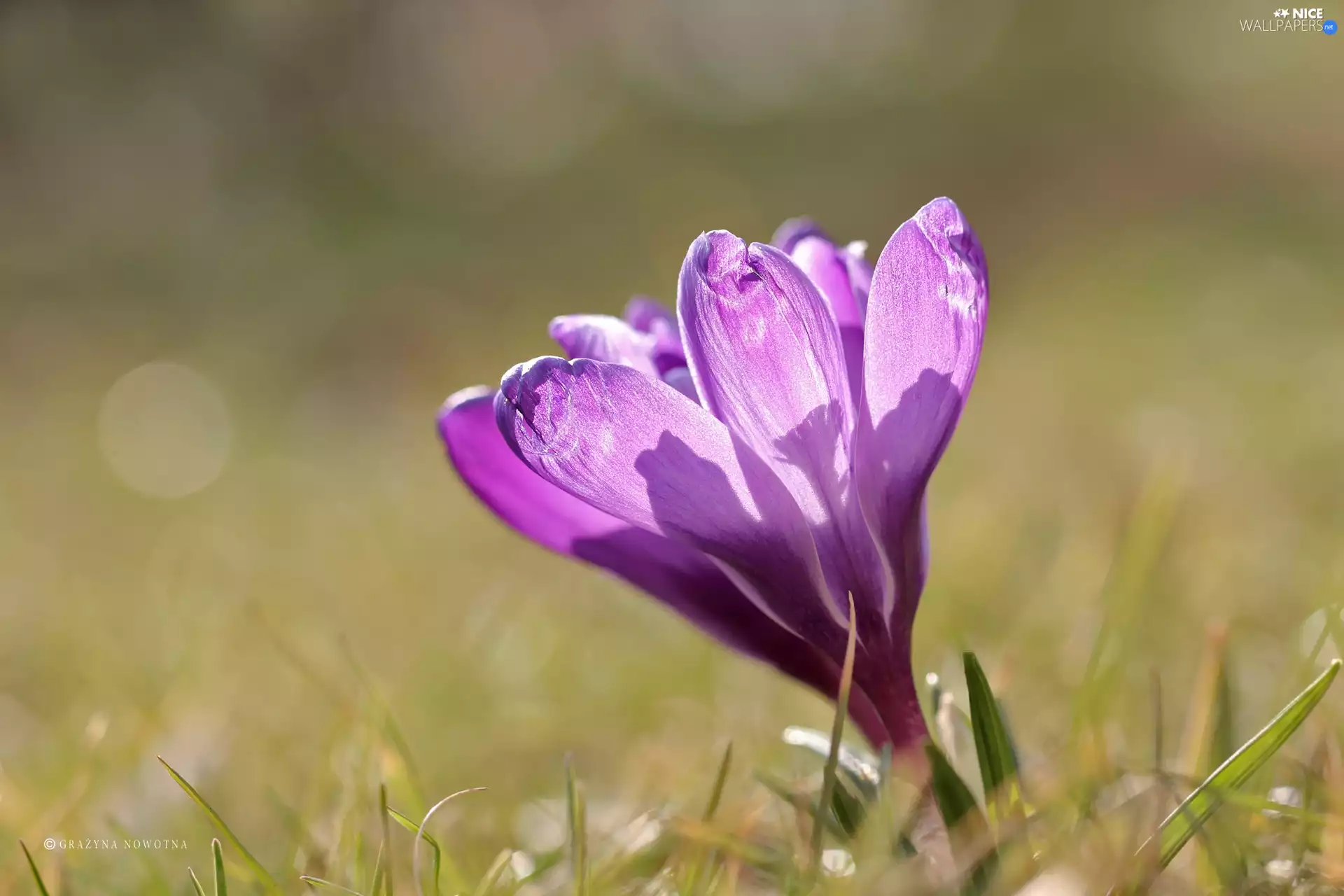 Colourfull Flowers, Violet, crocus