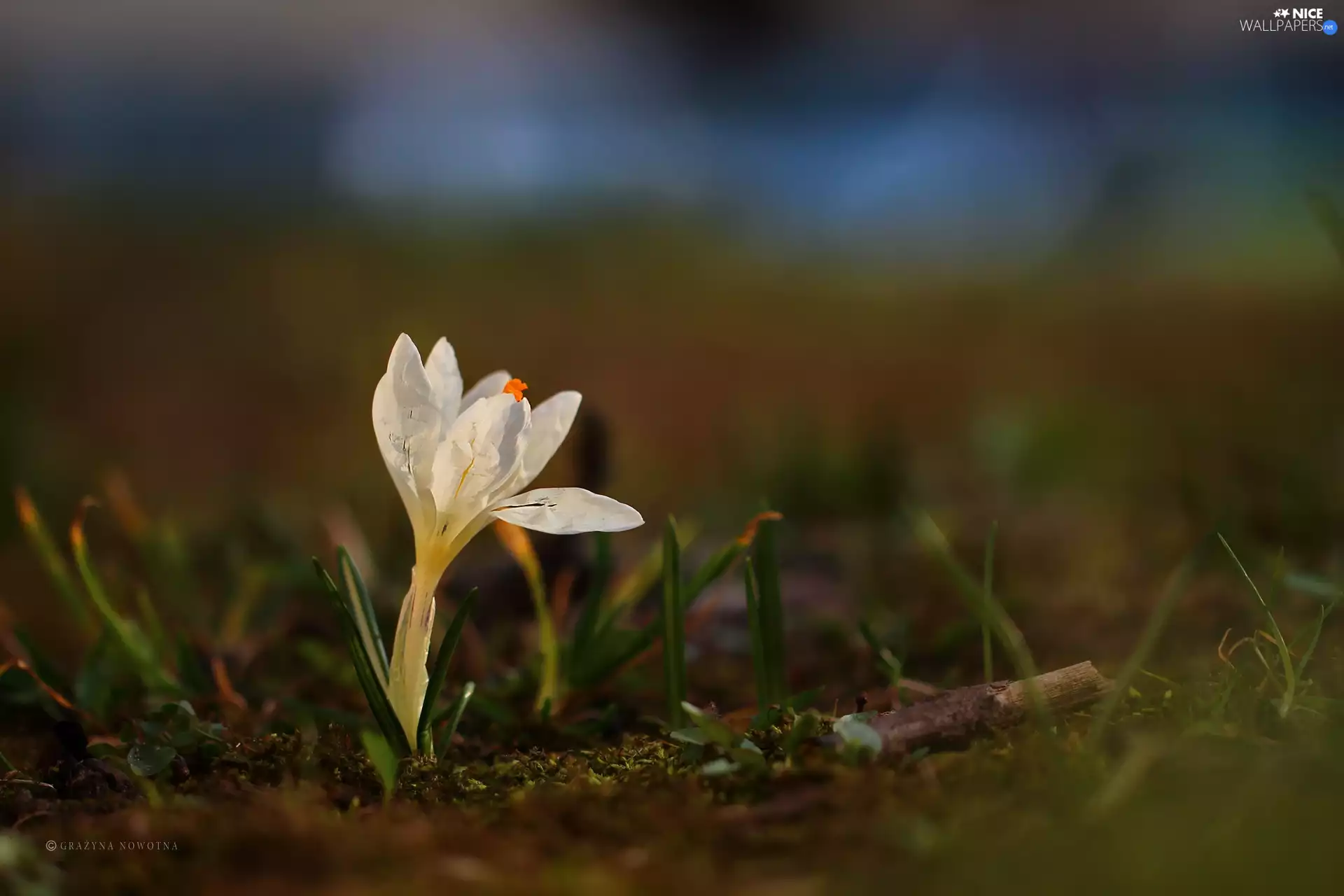 Colourfull Flowers, White, crocus