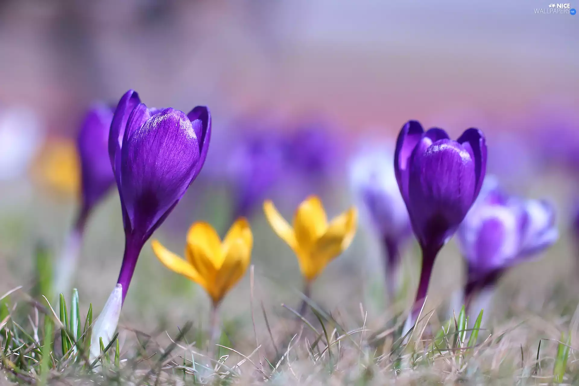 blurry background, Flowers, crocus, Colourfull Flowers, Violet