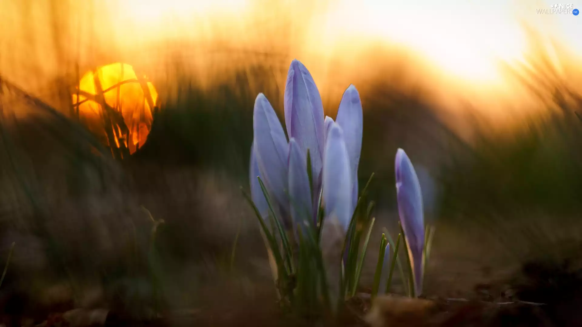 Great Sunsets, blur, crocus, grass, Flowers