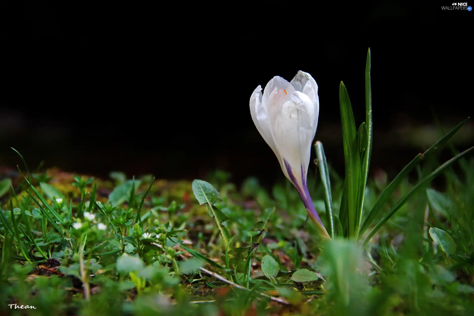 Colourfull Flowers, White, crocus