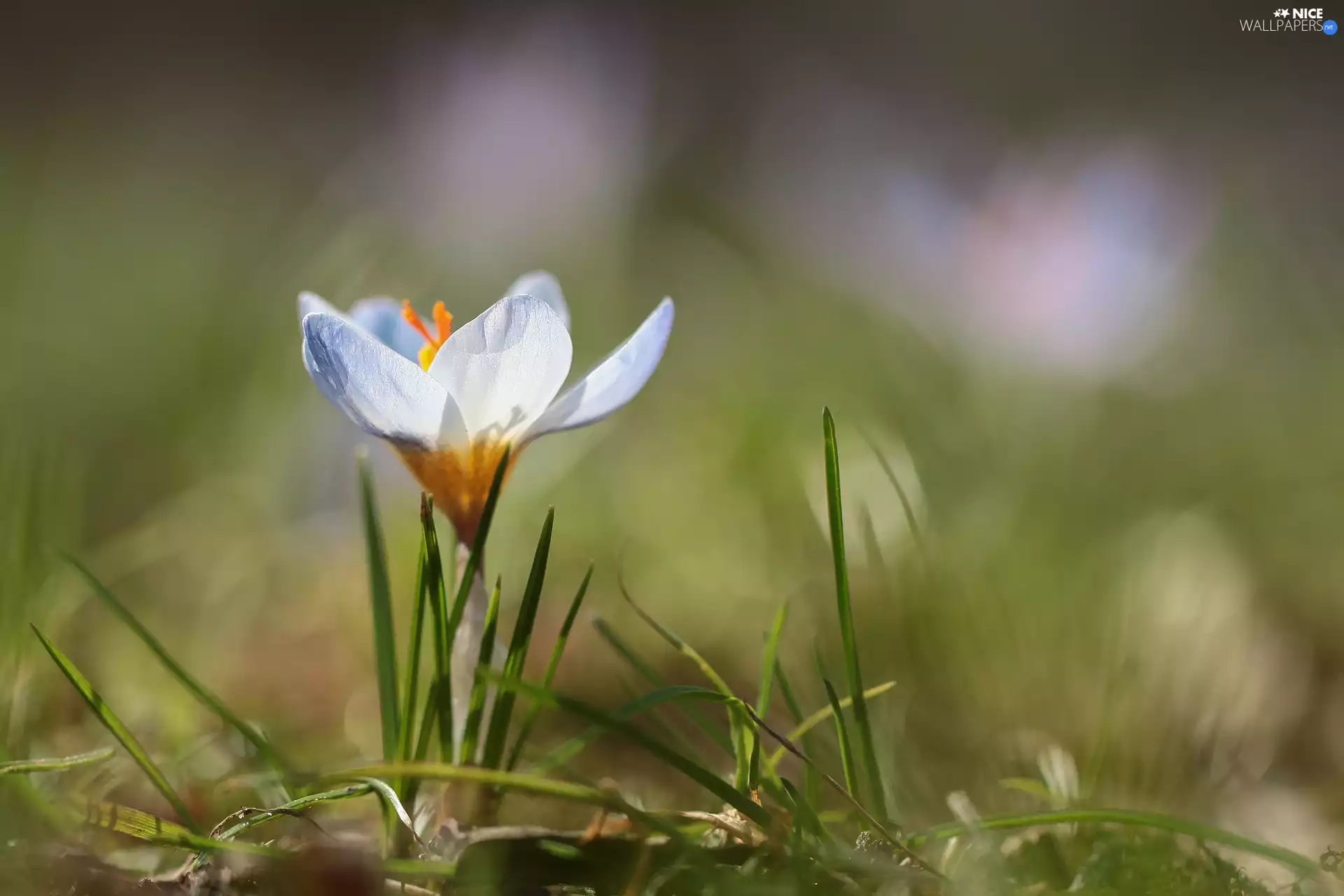crocus, Colourfull Flowers