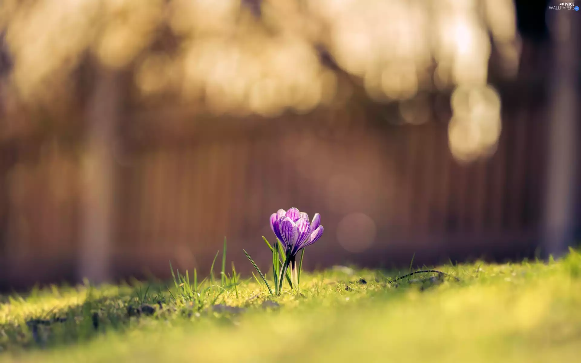 grass, Colourfull Flowers, crocus
