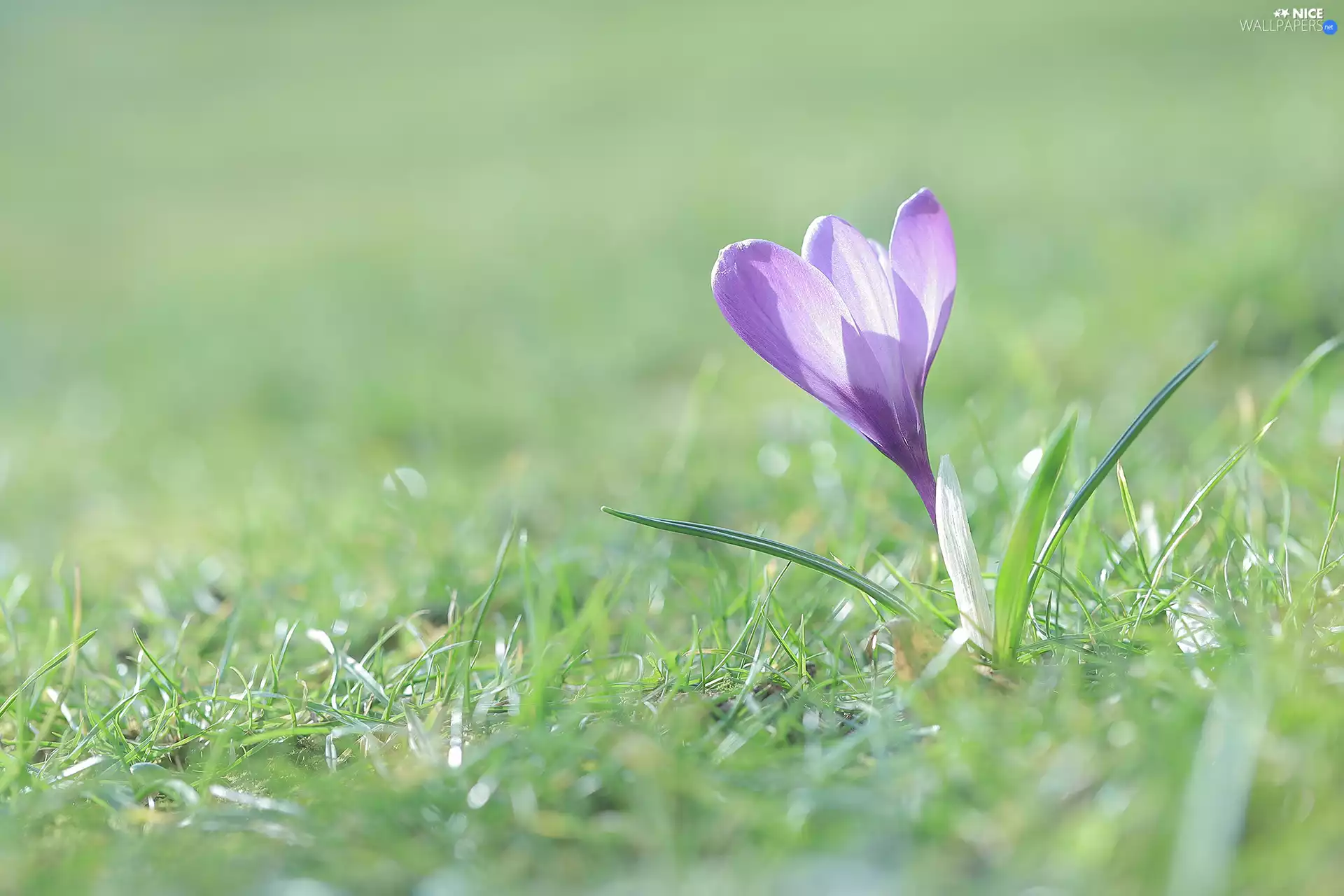 grass, Light violet, crocus
