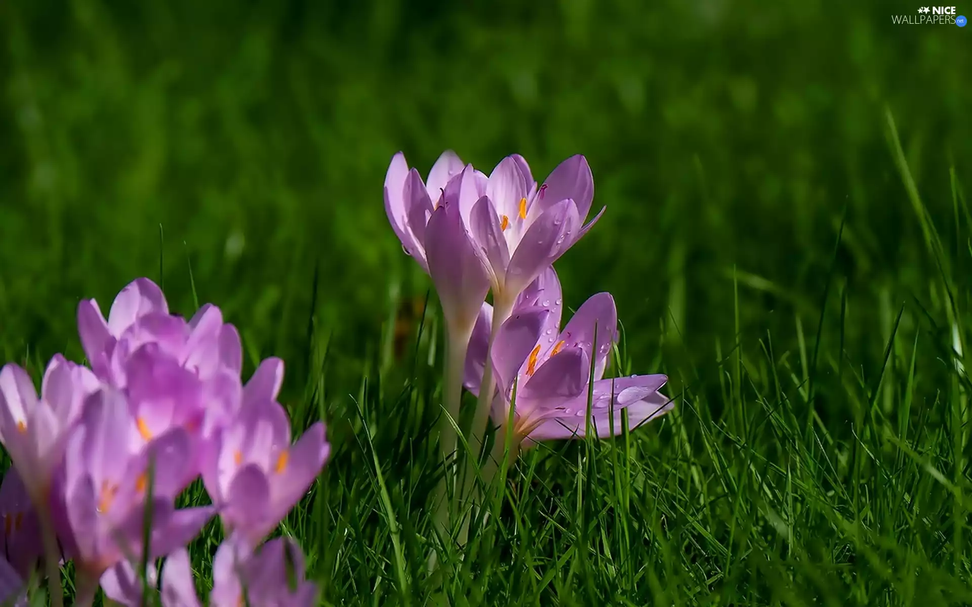 crocus, grass