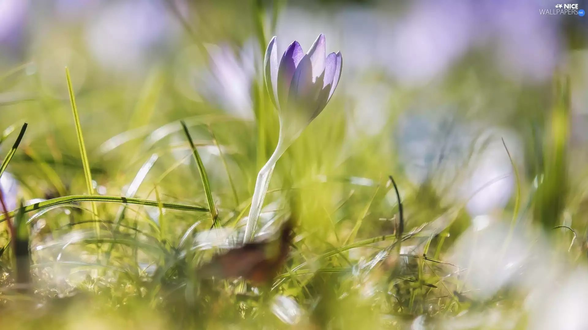 lilac, blades, grass, crocus