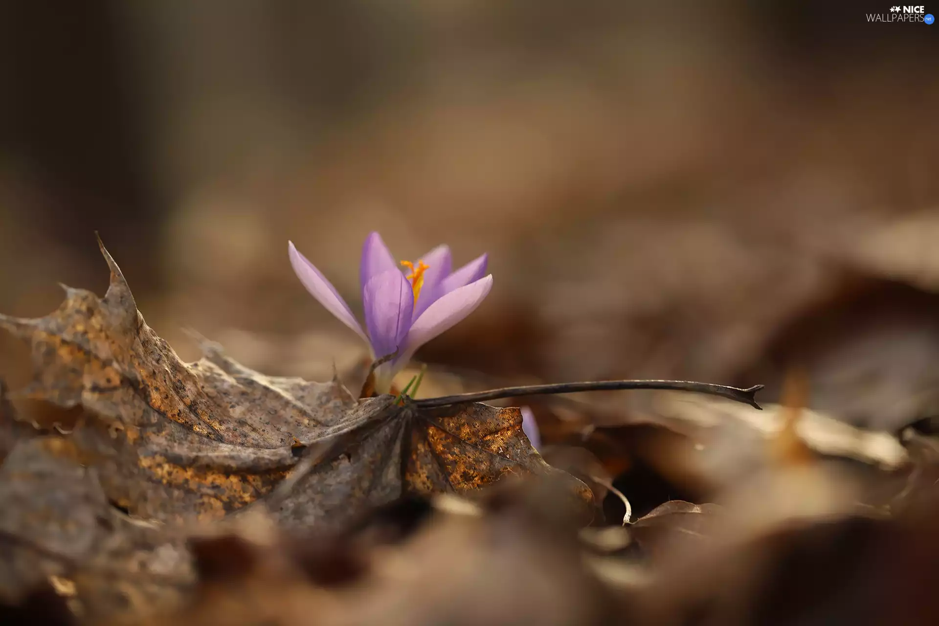 lilac, dry, Leaf, crocus