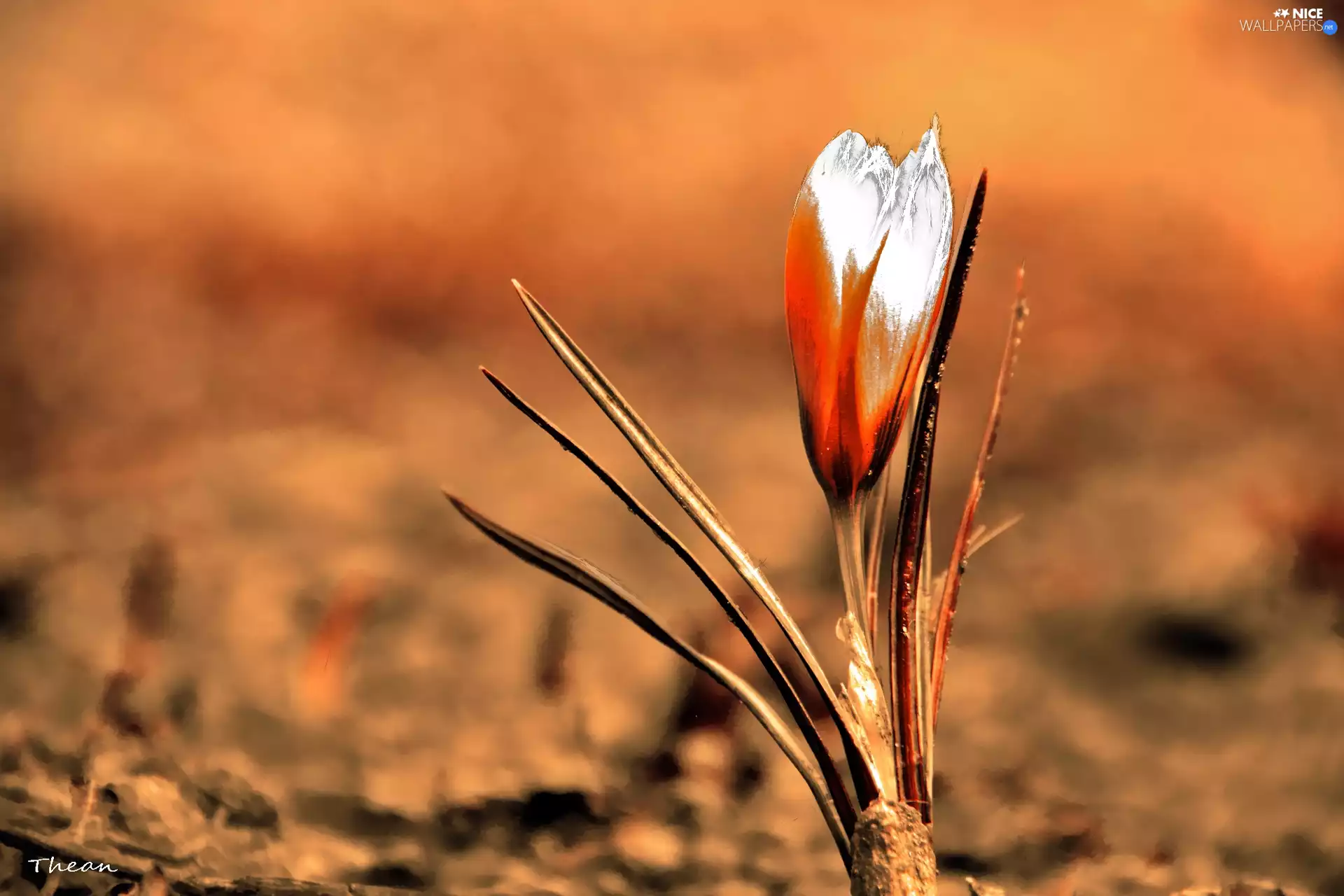 crocus, Spring