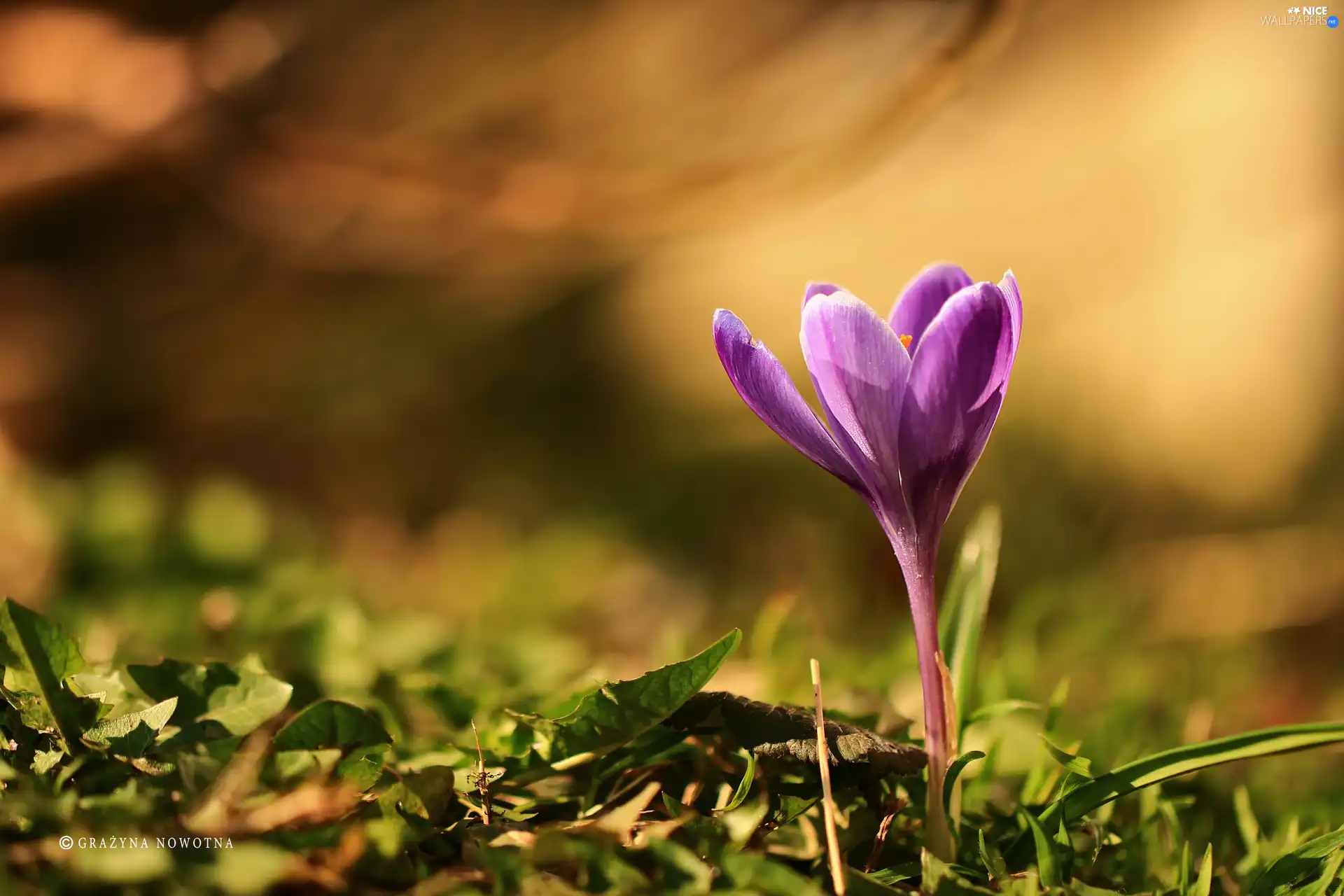 Violet, crocus