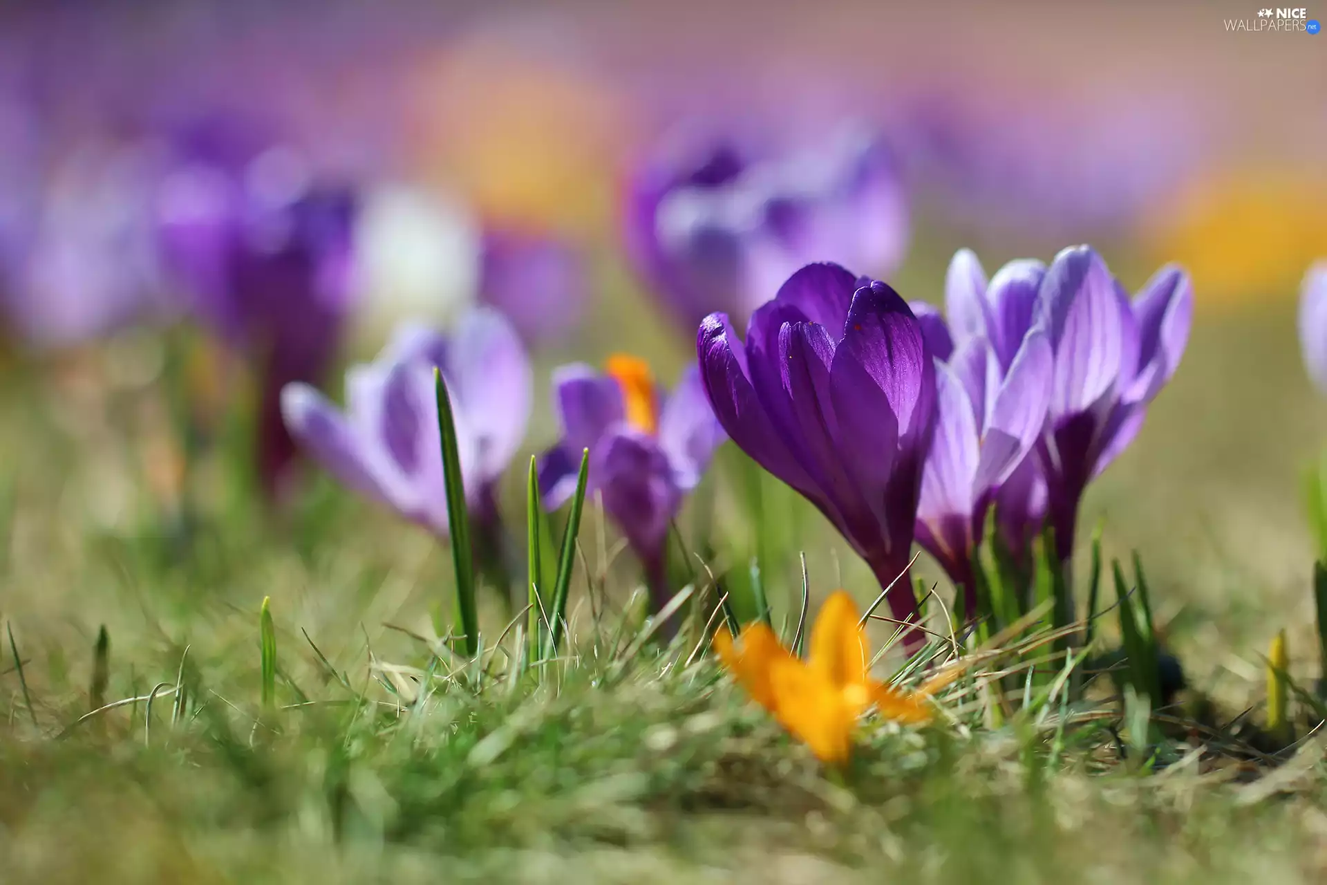 Violet, grass, blur, crocus