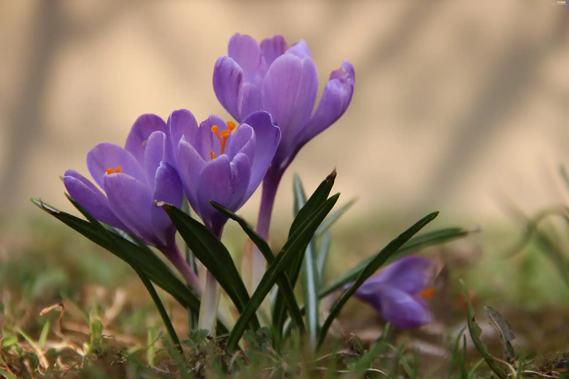 Violet, crocus